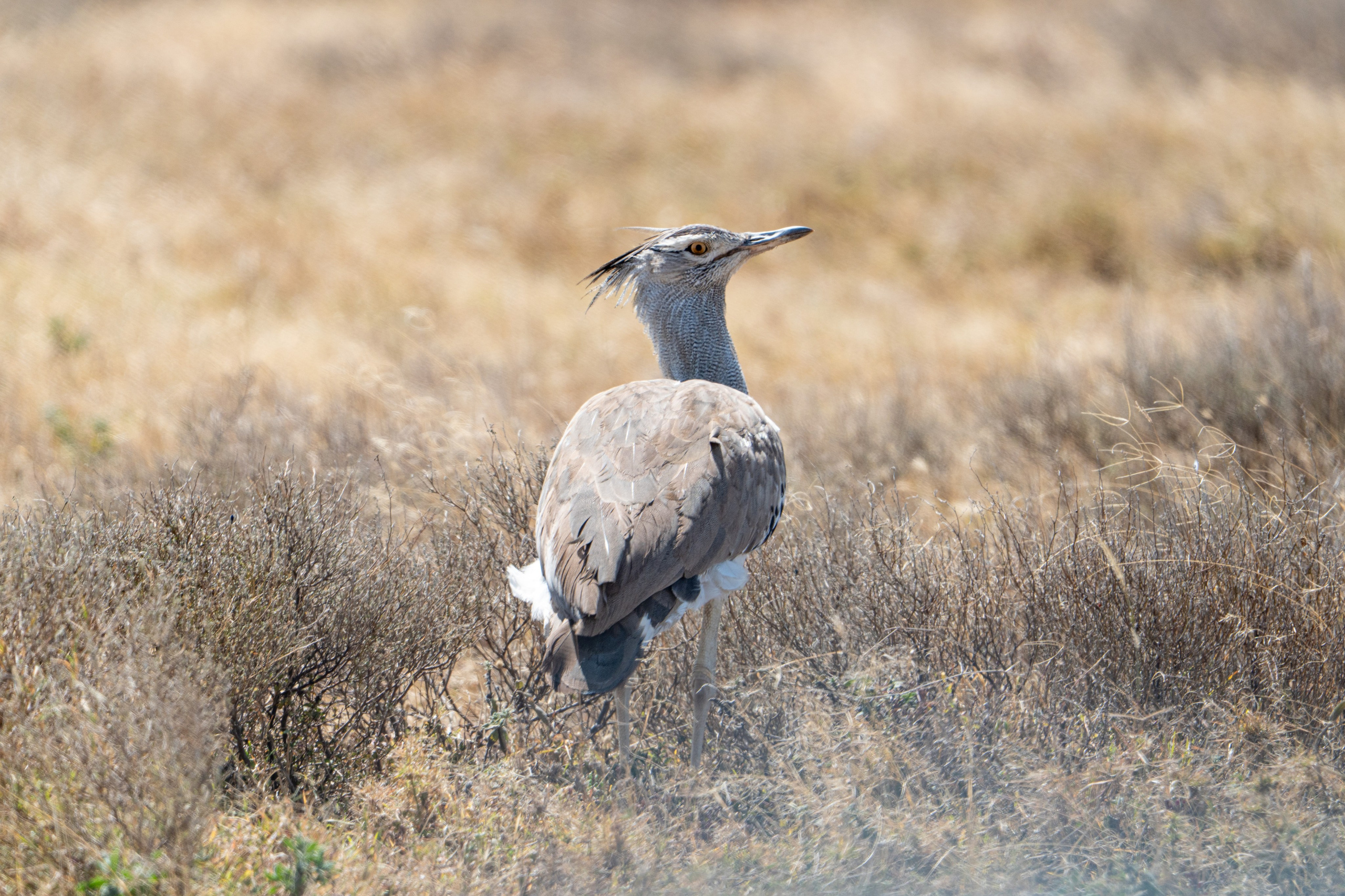 Танзания, сафари, 2025. Творческие сьемки