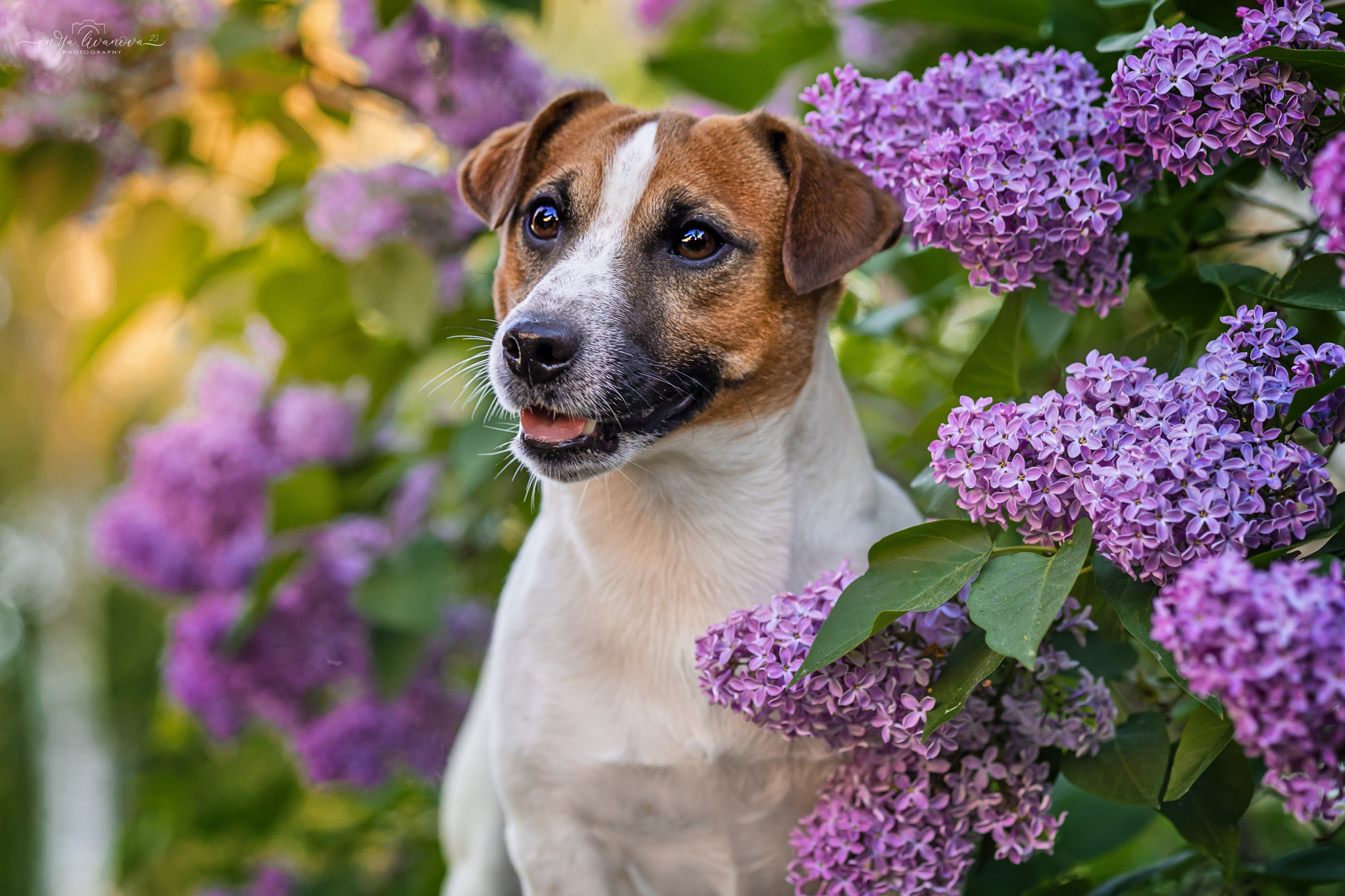 Сирень. Фотограф анималист Аня Ливанова | Рыбинск