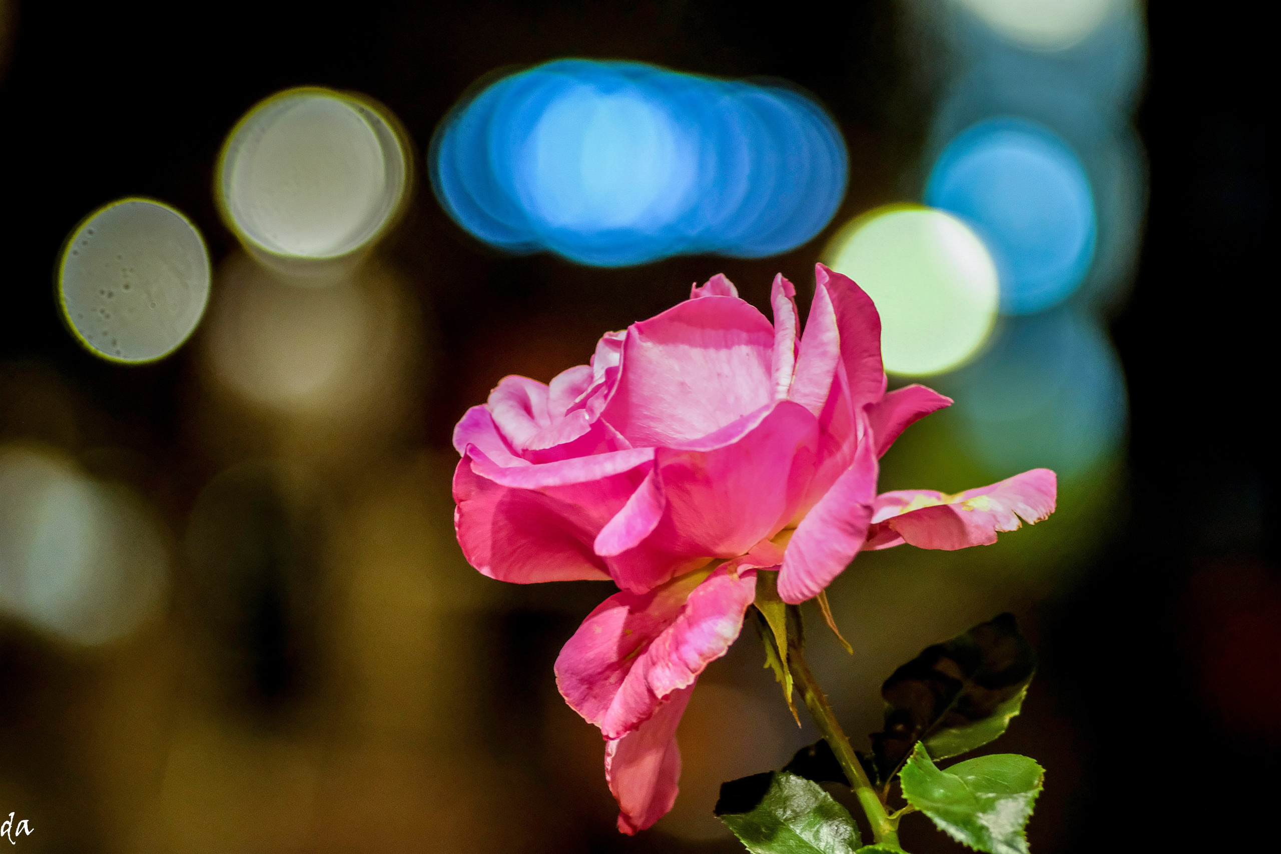 Цветочки-лепесточки. Фотограф Дмитрий Алексеев