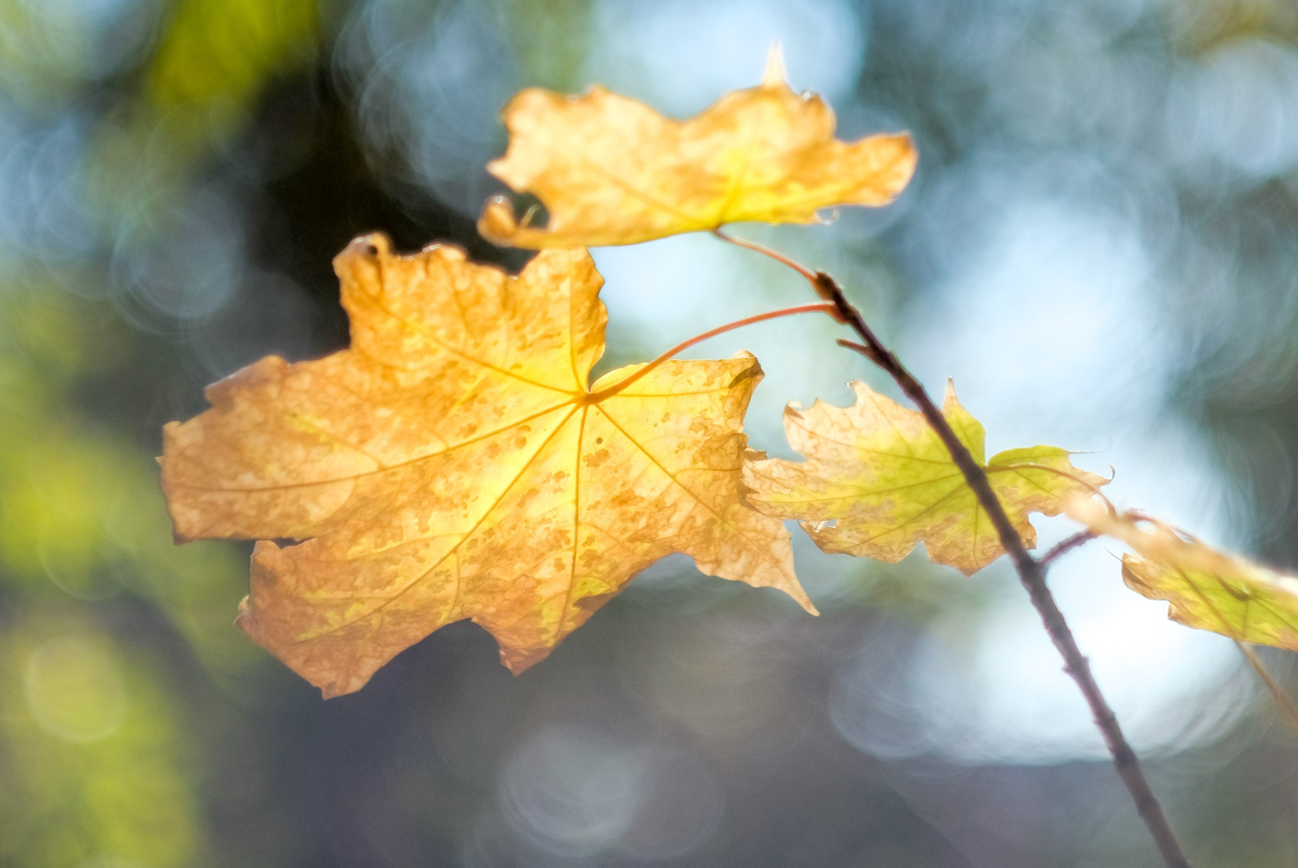 Цветочки-лепесточки. Фотограф Дмитрий Алексеев