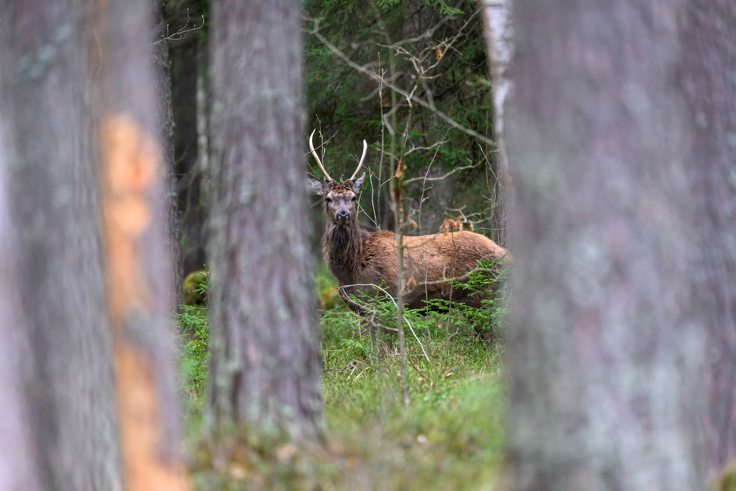 Дуплет скопы. Wildlife photography by Sergey Puponin
