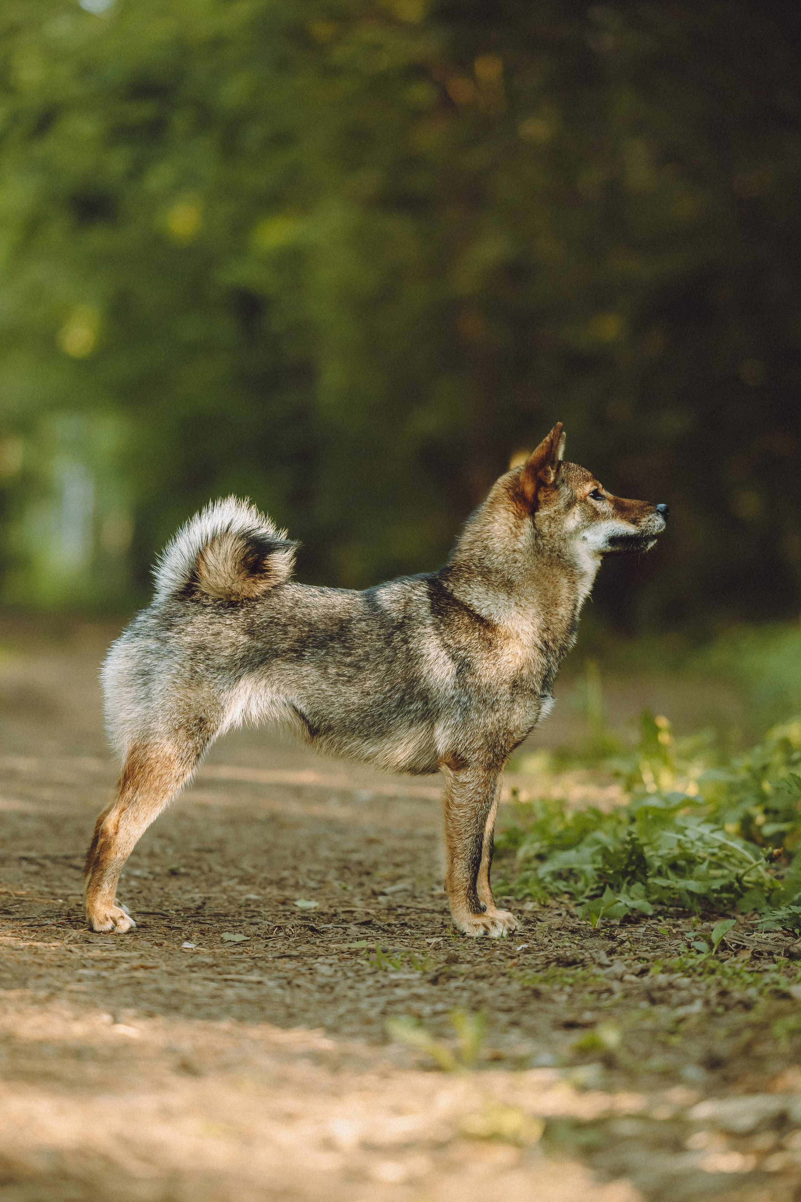 Шед, Цири, Чиби, Цера и их семья