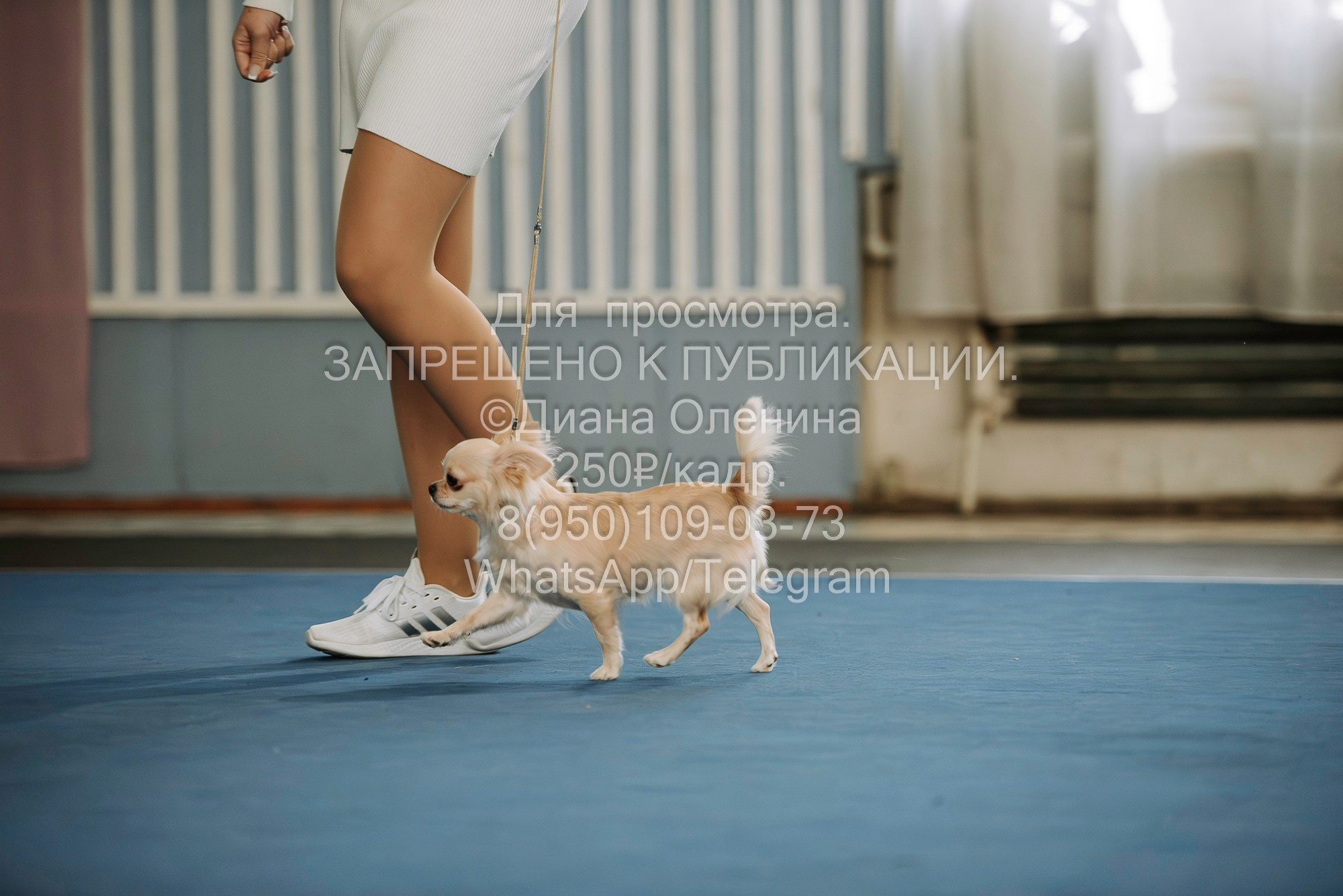 Выставка собак Красноярск 29.10.2023. Фотограф Диана Оленина Красноярск / Братск