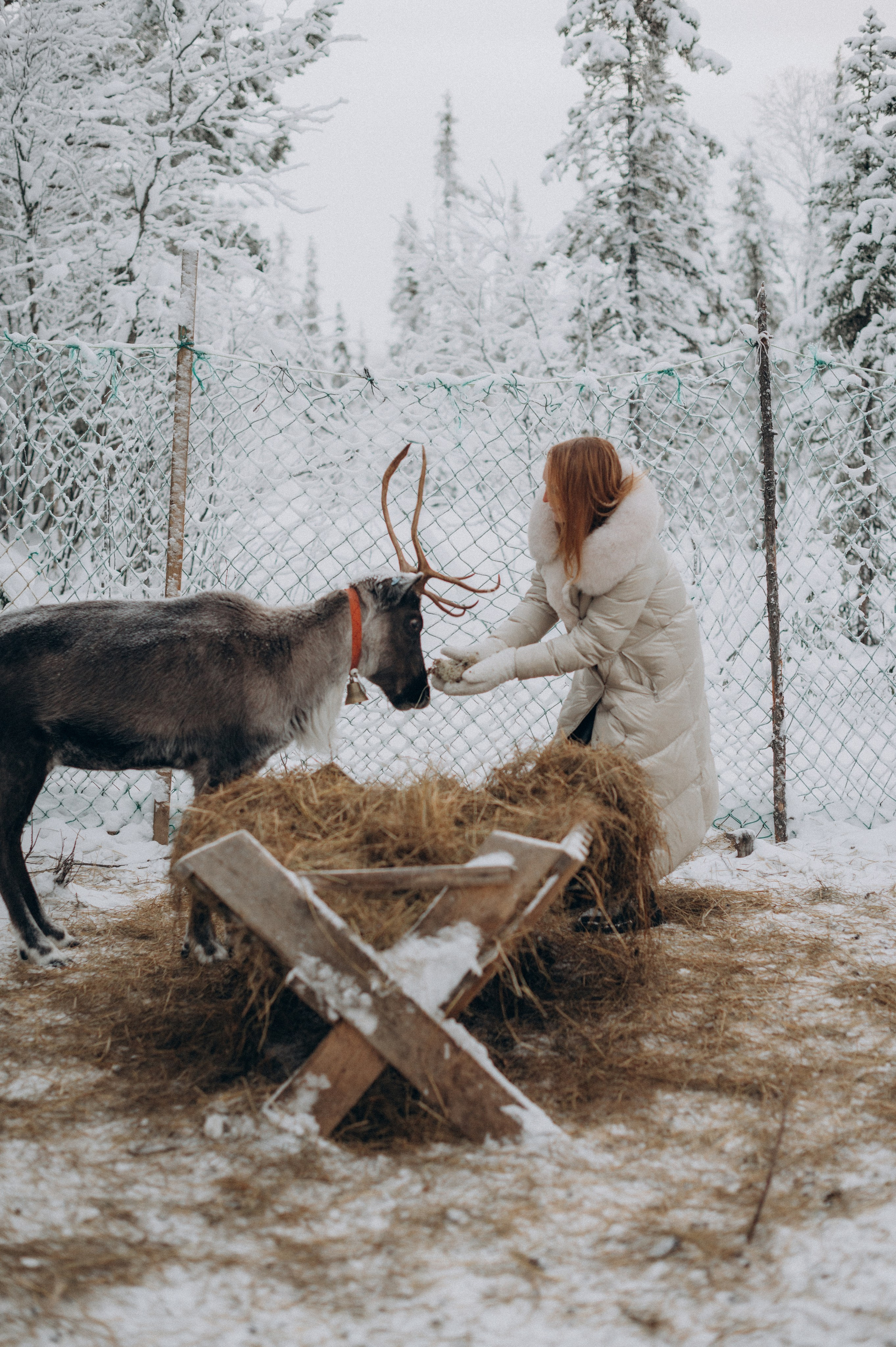 Хаски Терапия. Фотограф Наталья Могилевская Мурманск Териберка Сейдозеро Рыбачий