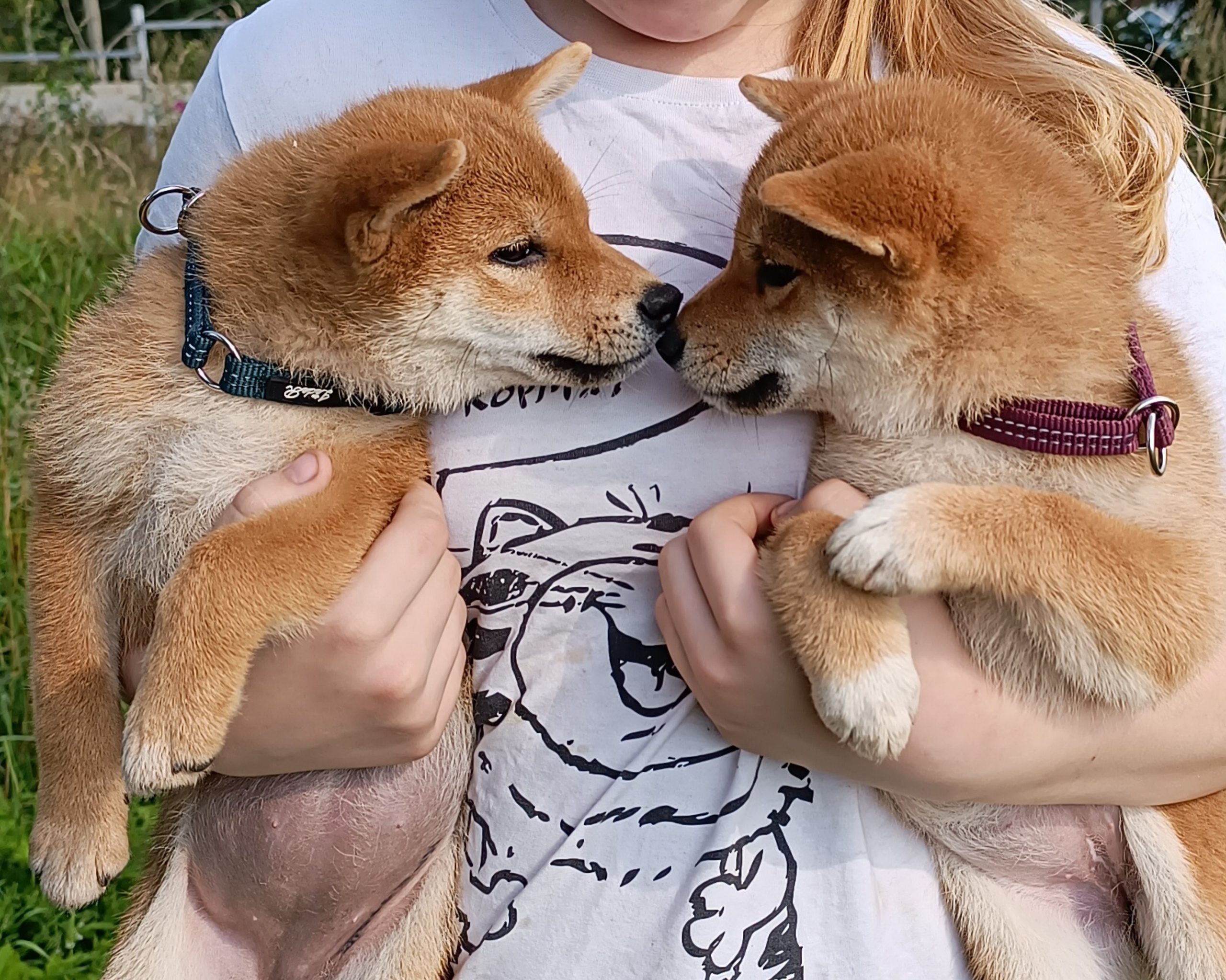 сиба питомник Рубилайт щенки на продажу rubylight  сиба щенки купить СПб Санкт-Петербург 