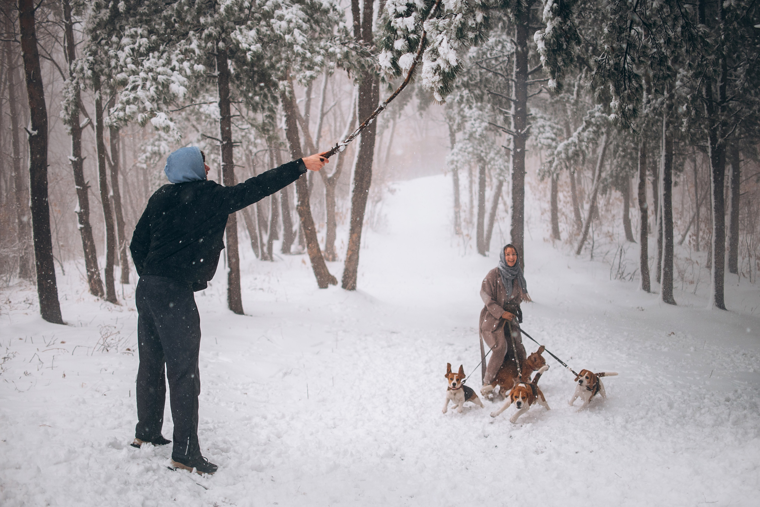 Прогулка с собаками: бигли и Лена. Портфолио
