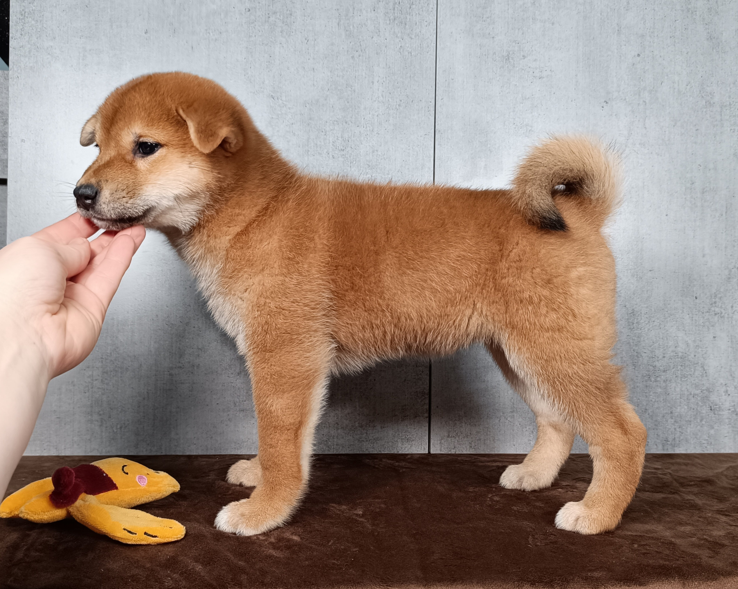 Rubylight Hattie. AMERICAN AKITA RUBYLIGHT KENNEL I SHIBA-INU