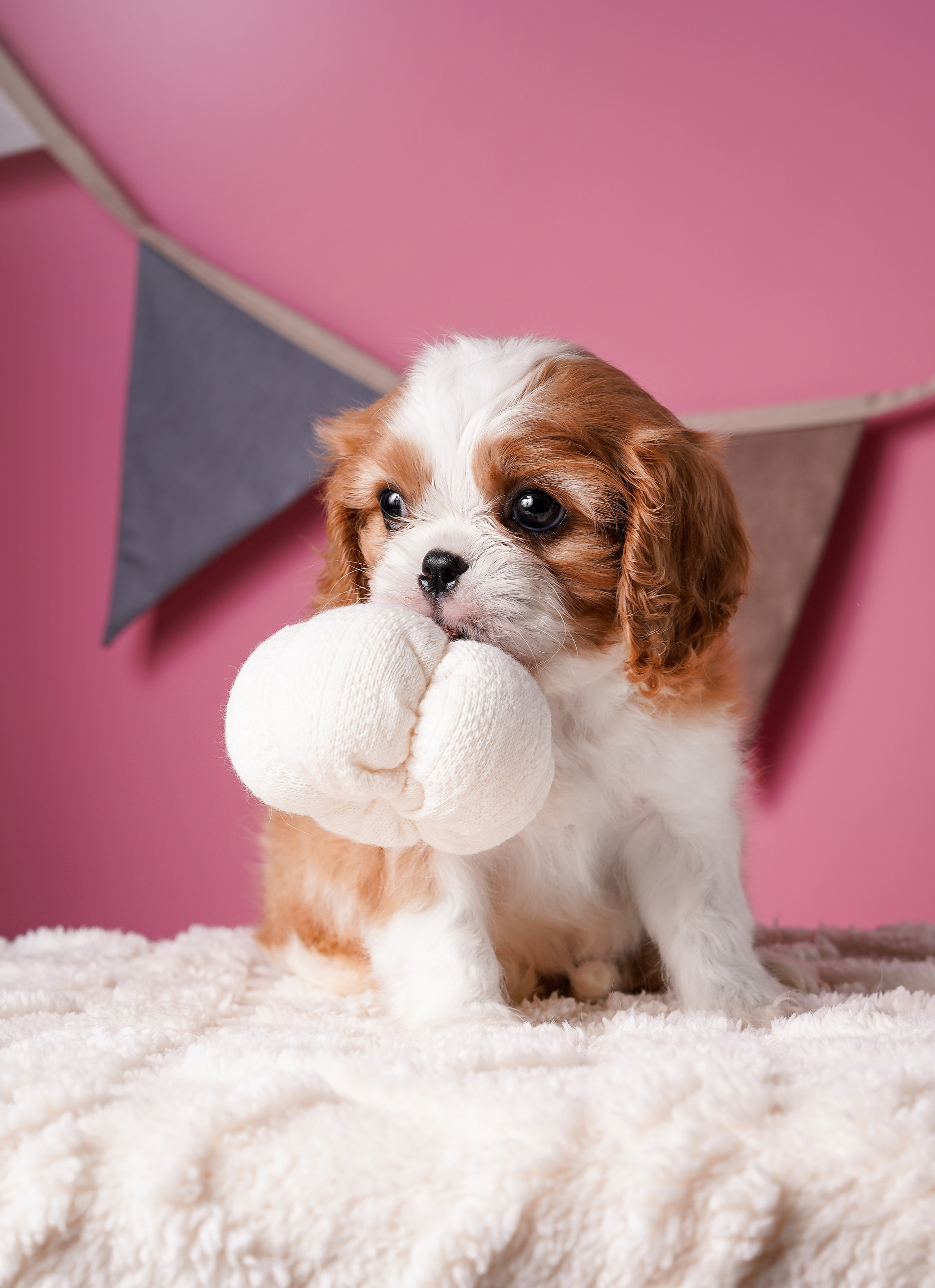 Щенки кавалера. Фотограф-анималист в Санкт-Петербурге Яна Мартынова