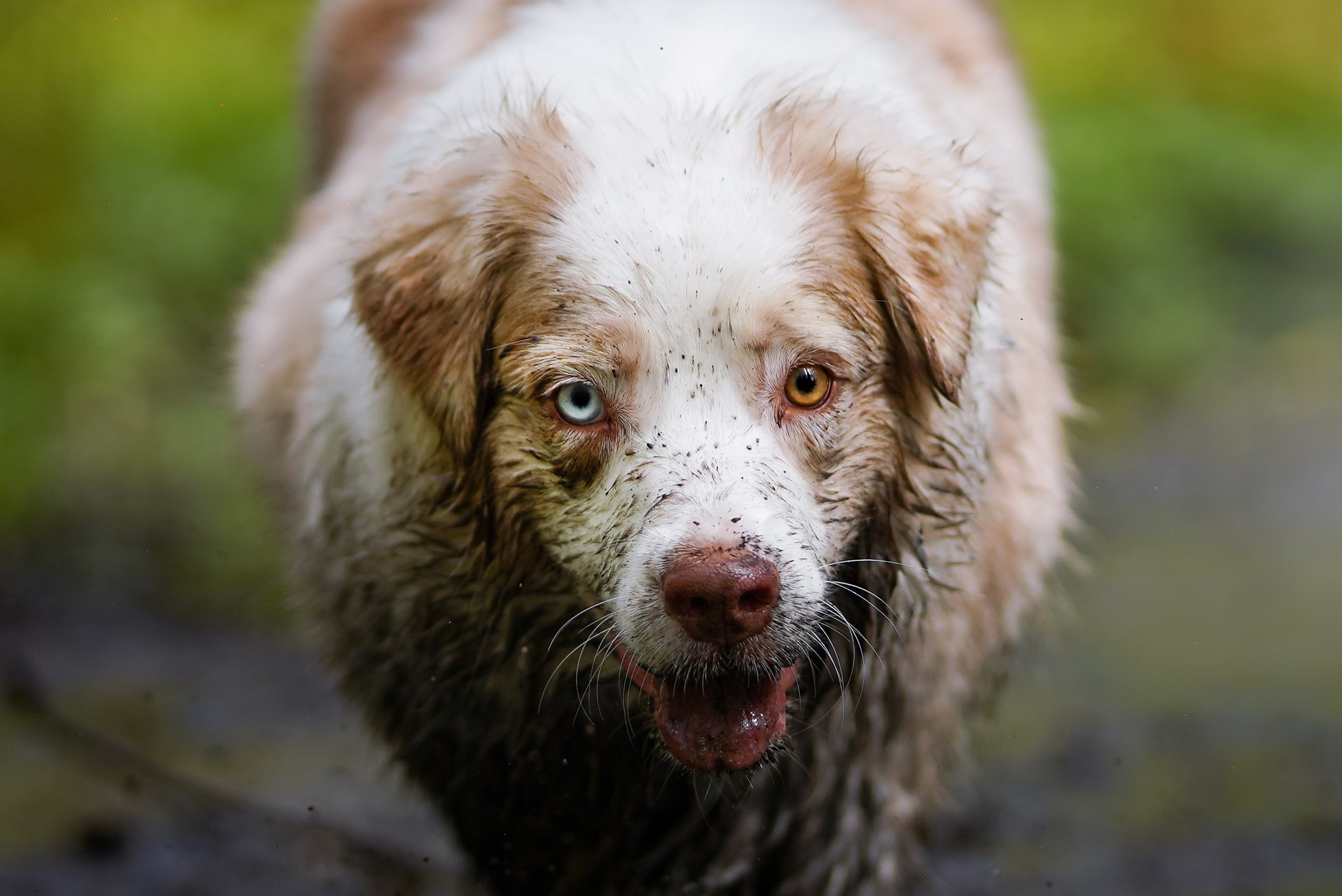 Рокки и Гермиона. Фотограф-анималист в Санкт-Петербурге Яна Мартынова