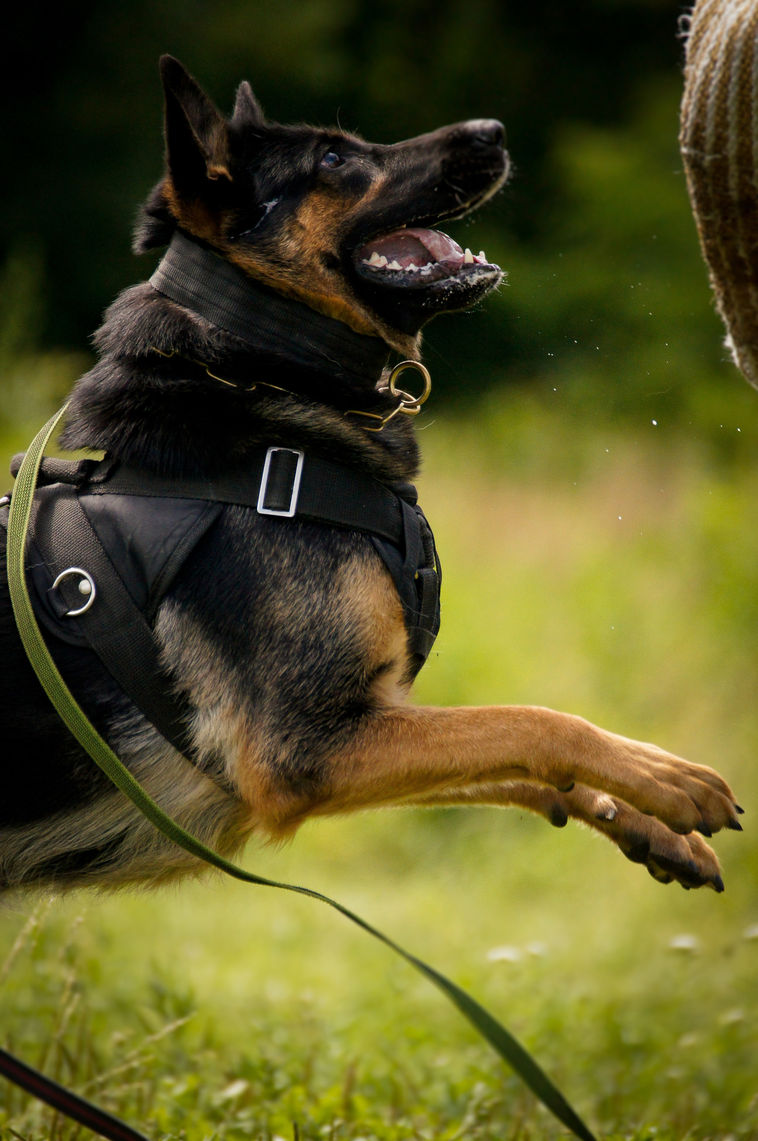Репортажная съемка. Фотограф-анималист Нижний Новгород