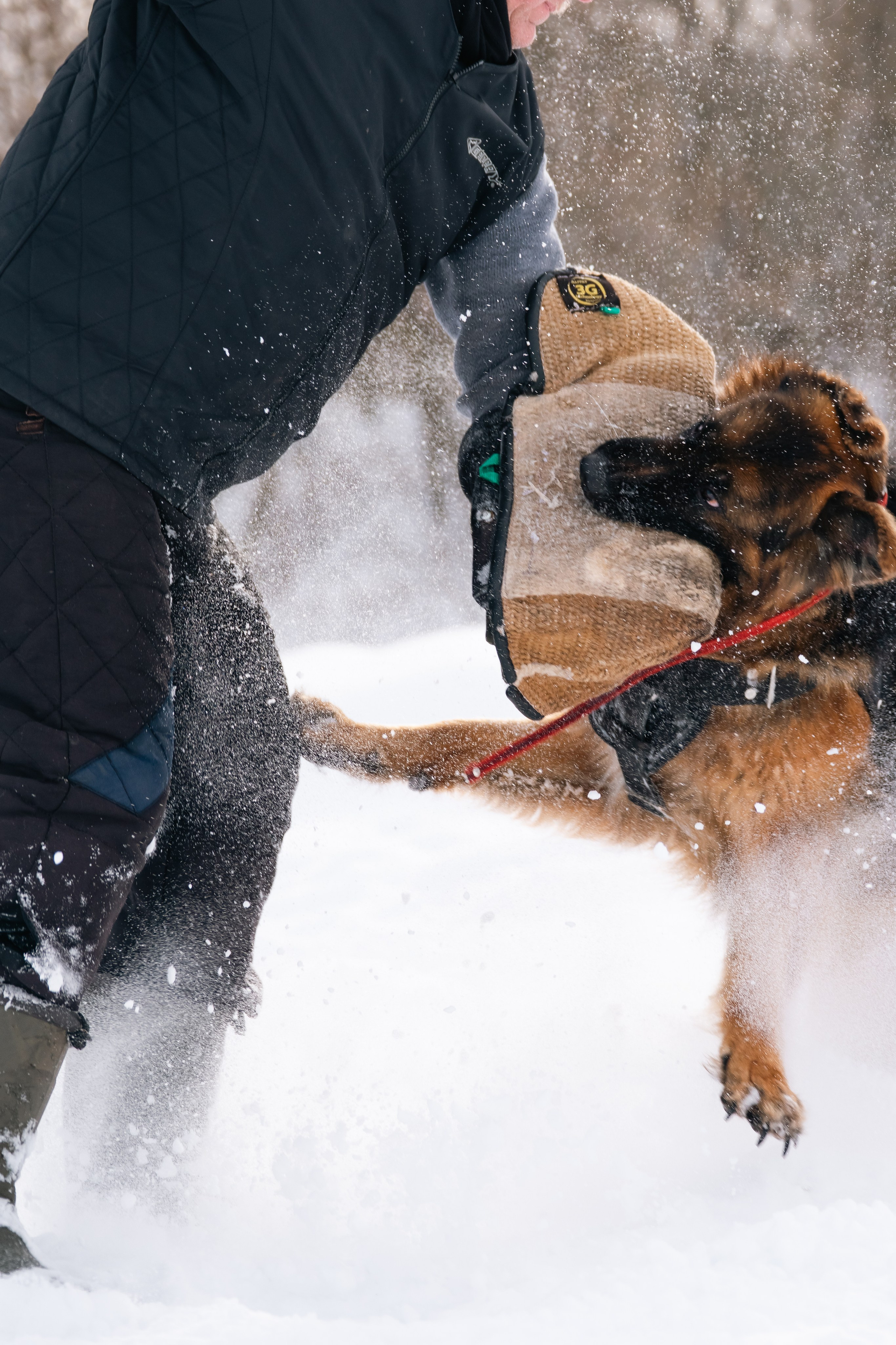 Репортажная съемка. Фотограф-анималист Нижний Новгород