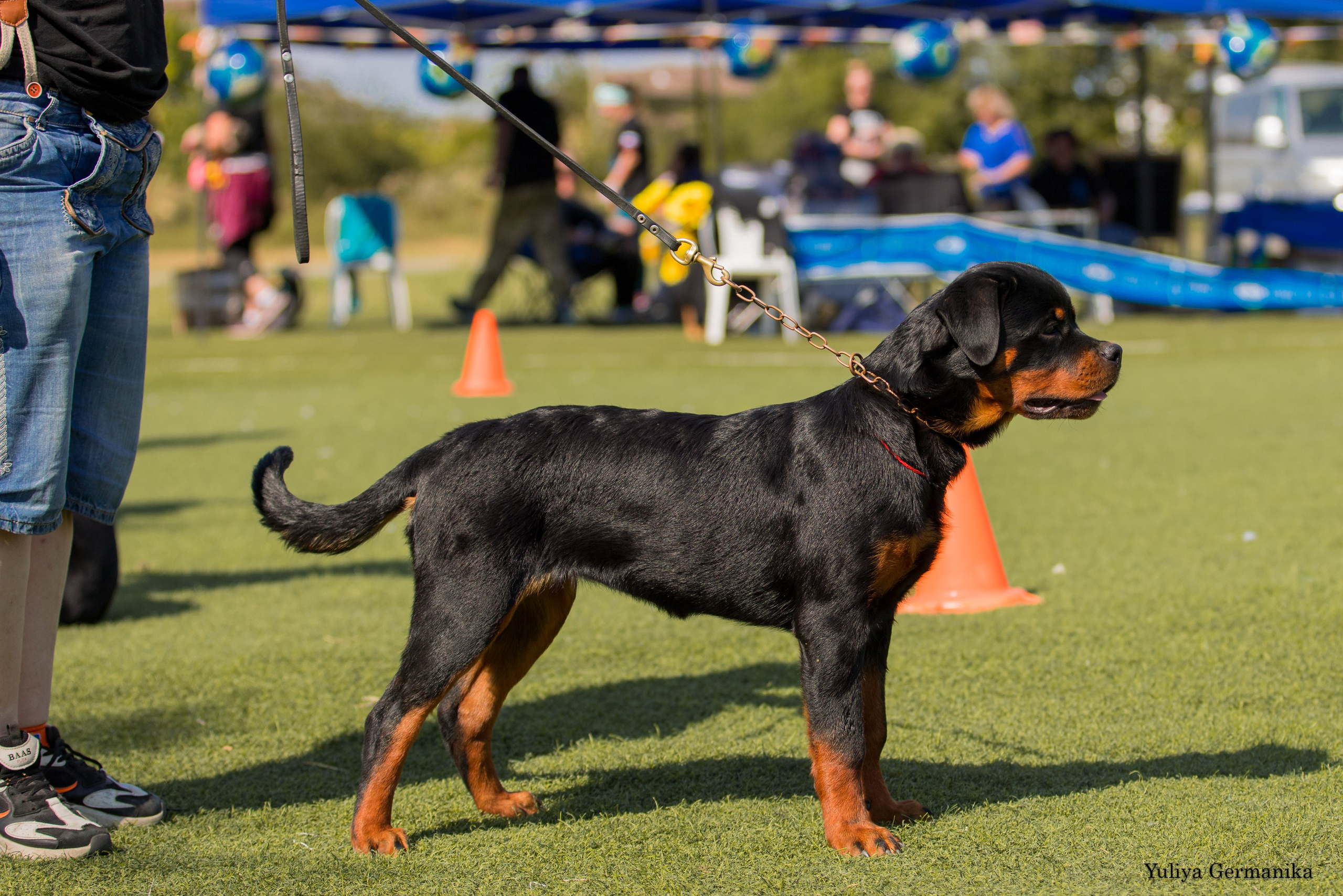 Анапа 16-17.09.2023 моно ротвейлеров. Фотограф-анималист Юлия Германика