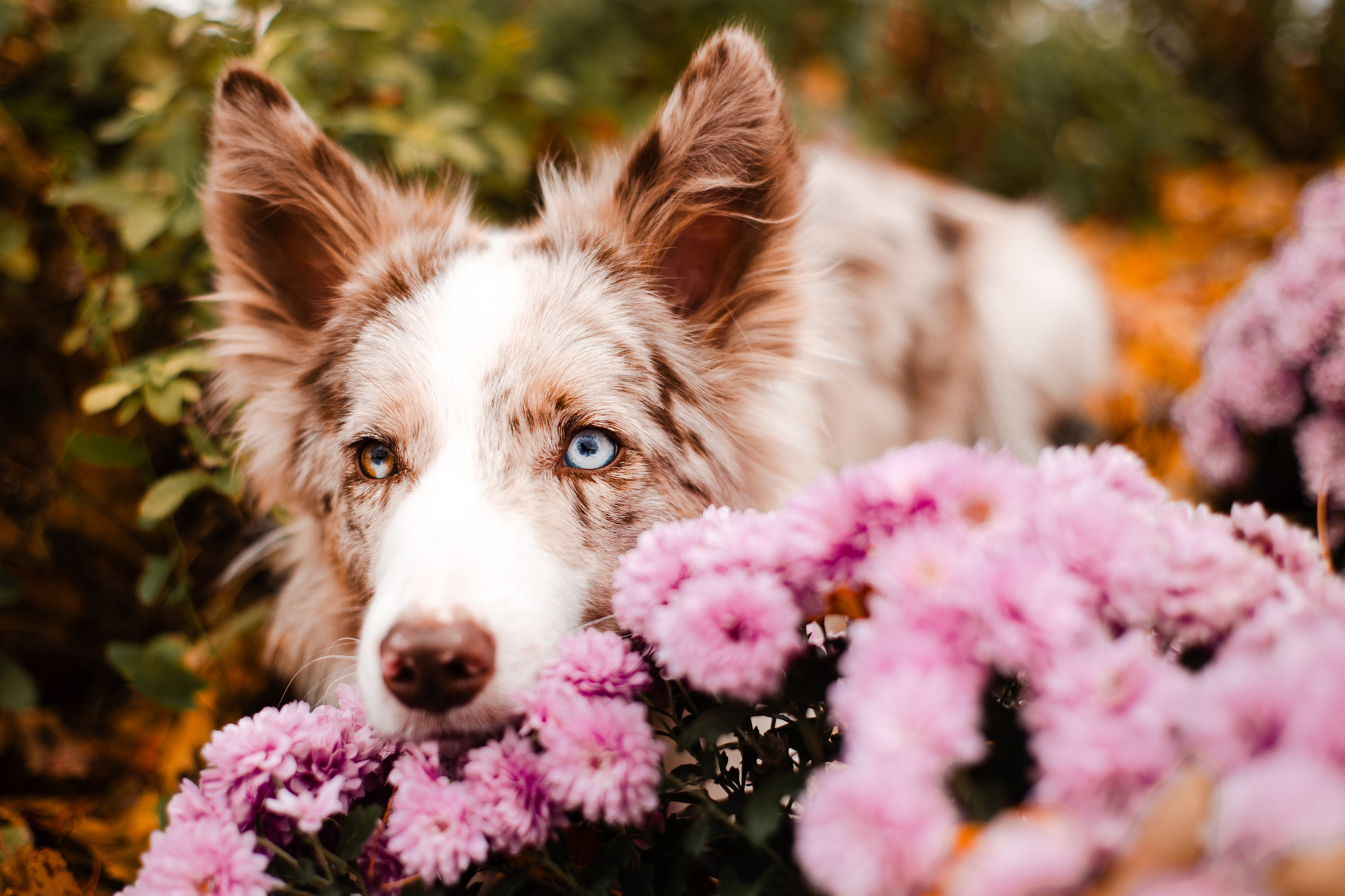 Мария и Утопия. Фотограф-анималист Мария Баркевич | Москва