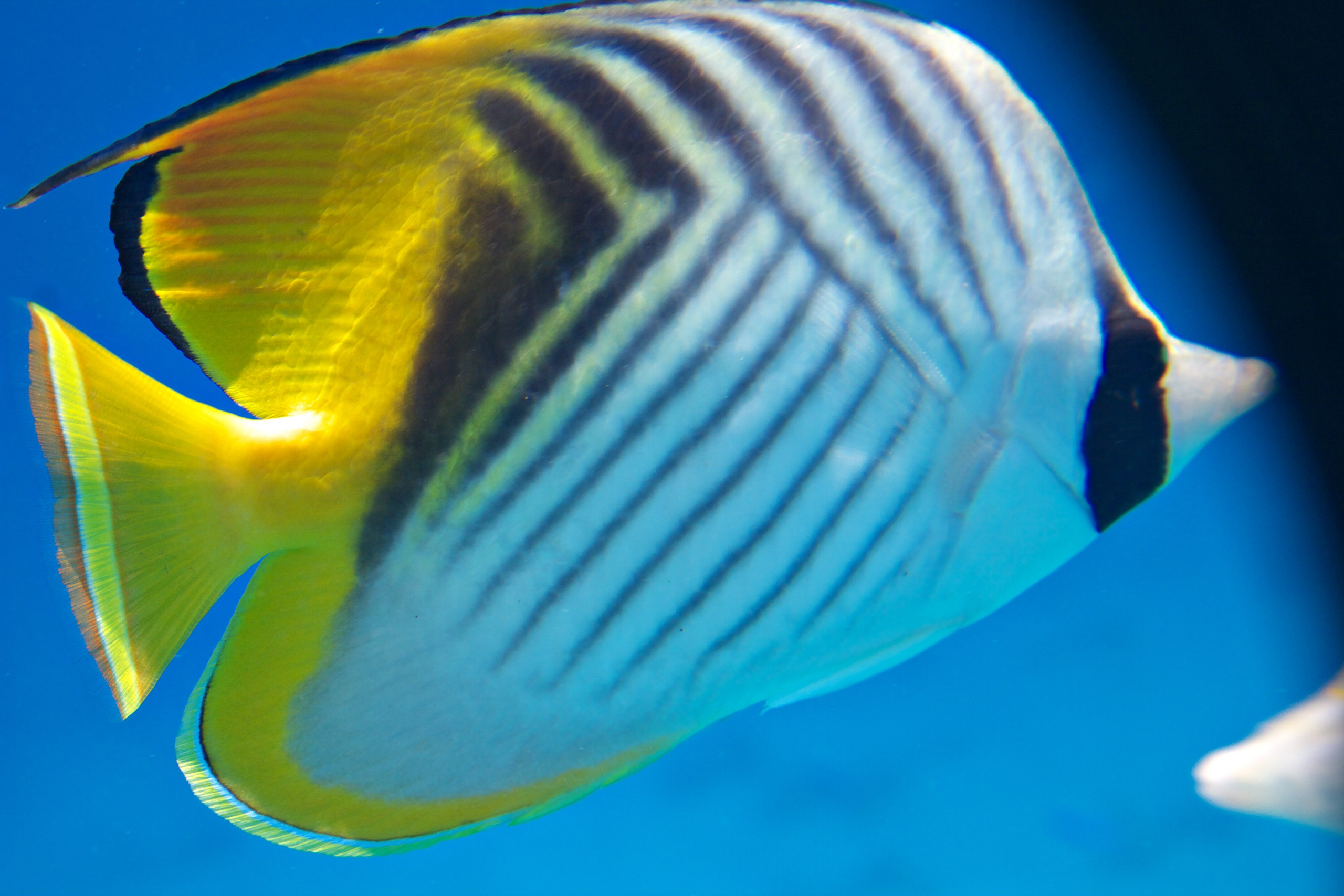 Под водой. Миша Печёнкин | фотография