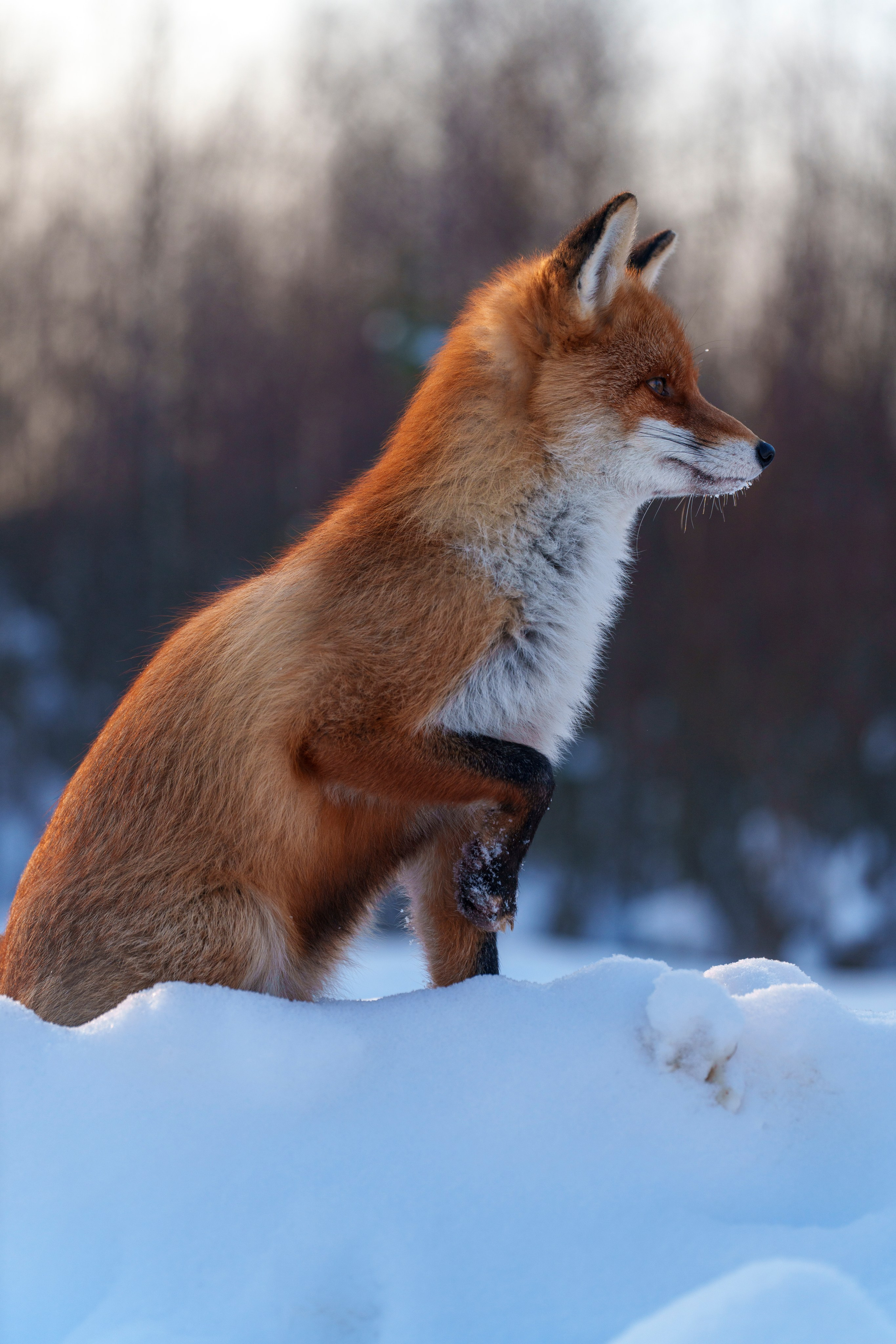 Animals — Животные