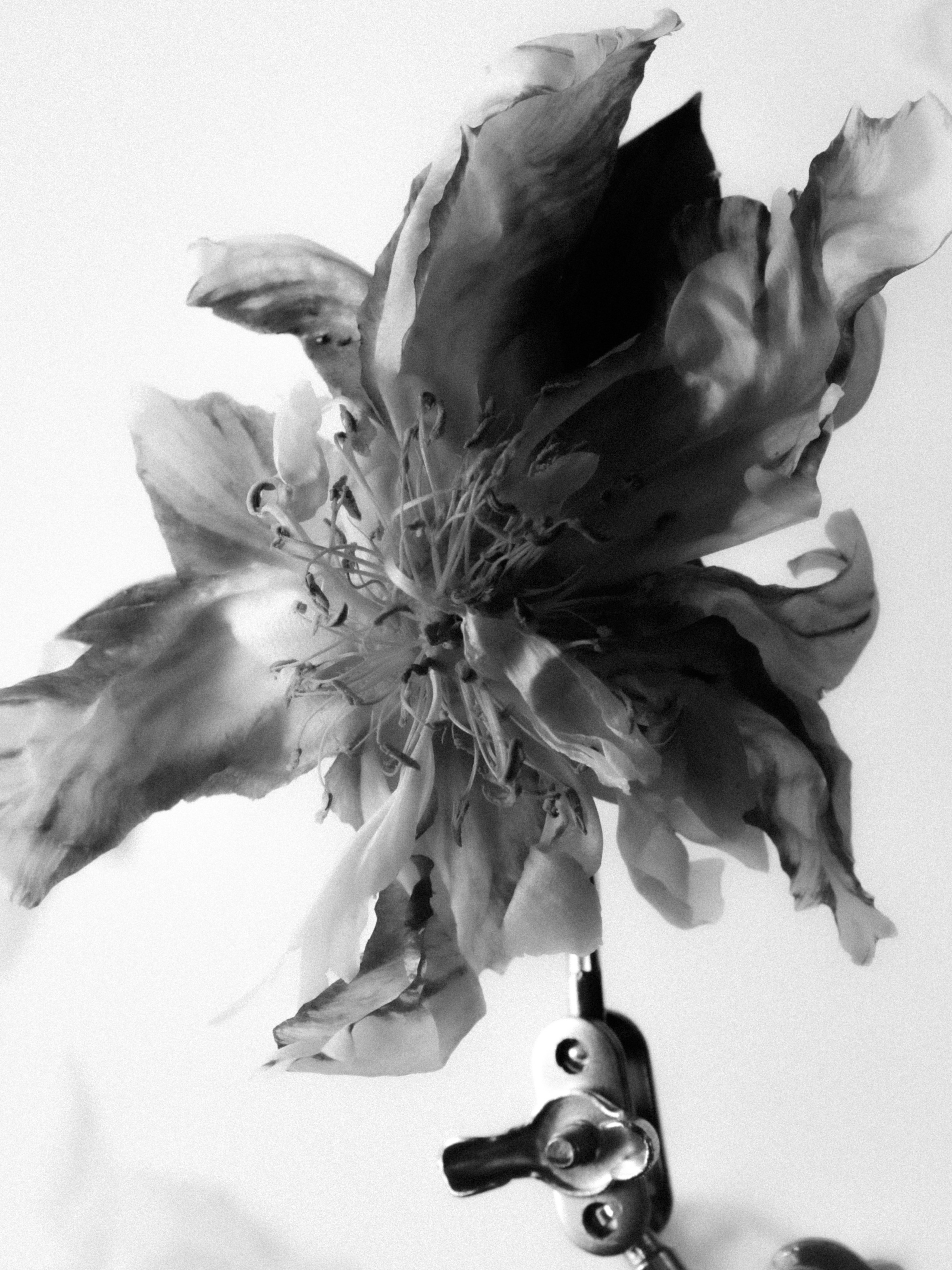 DYING BEAUTY. Фотограф Москва Грошева Софья