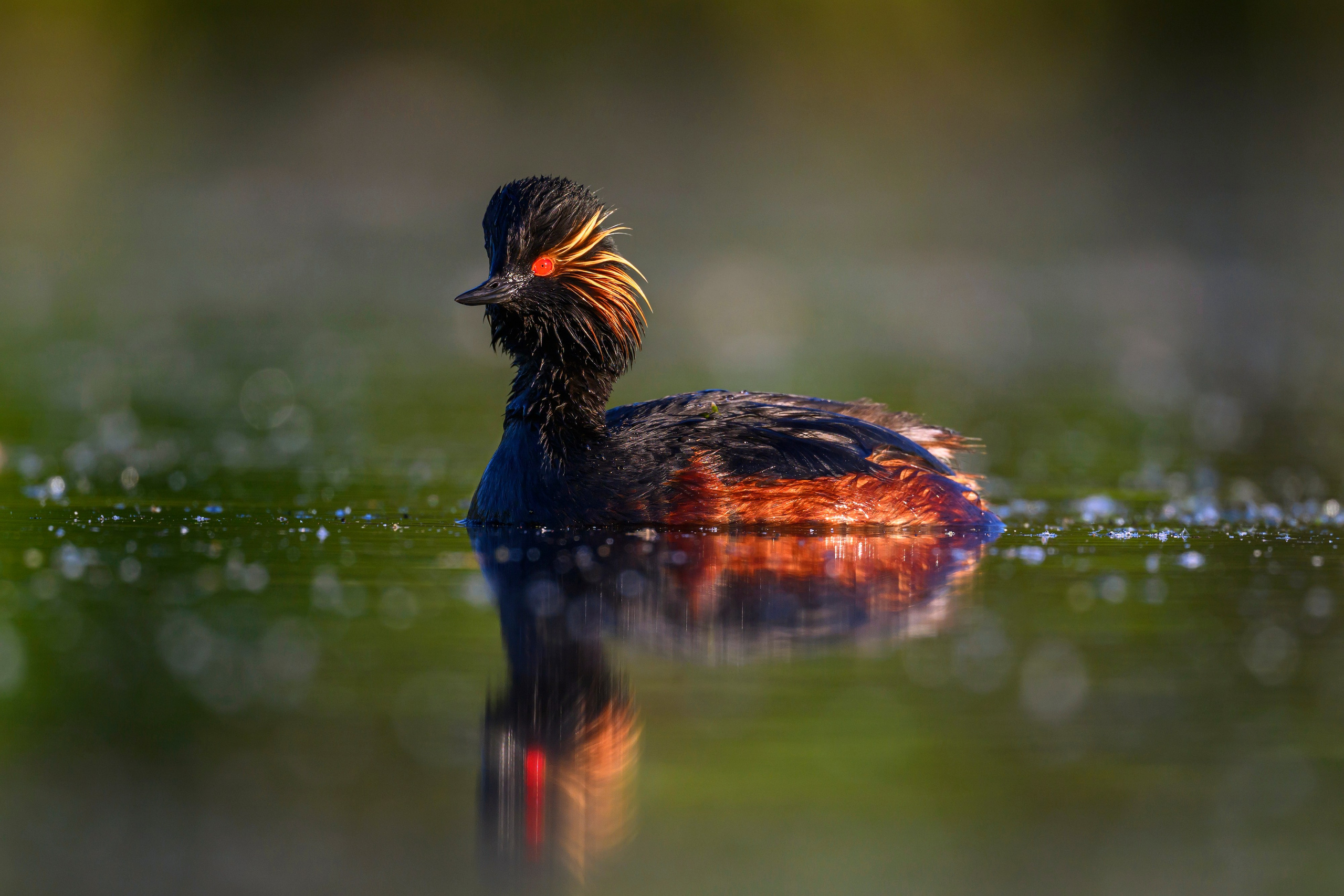 Пополнение у поганок. Фотограф Сергей Пупонин