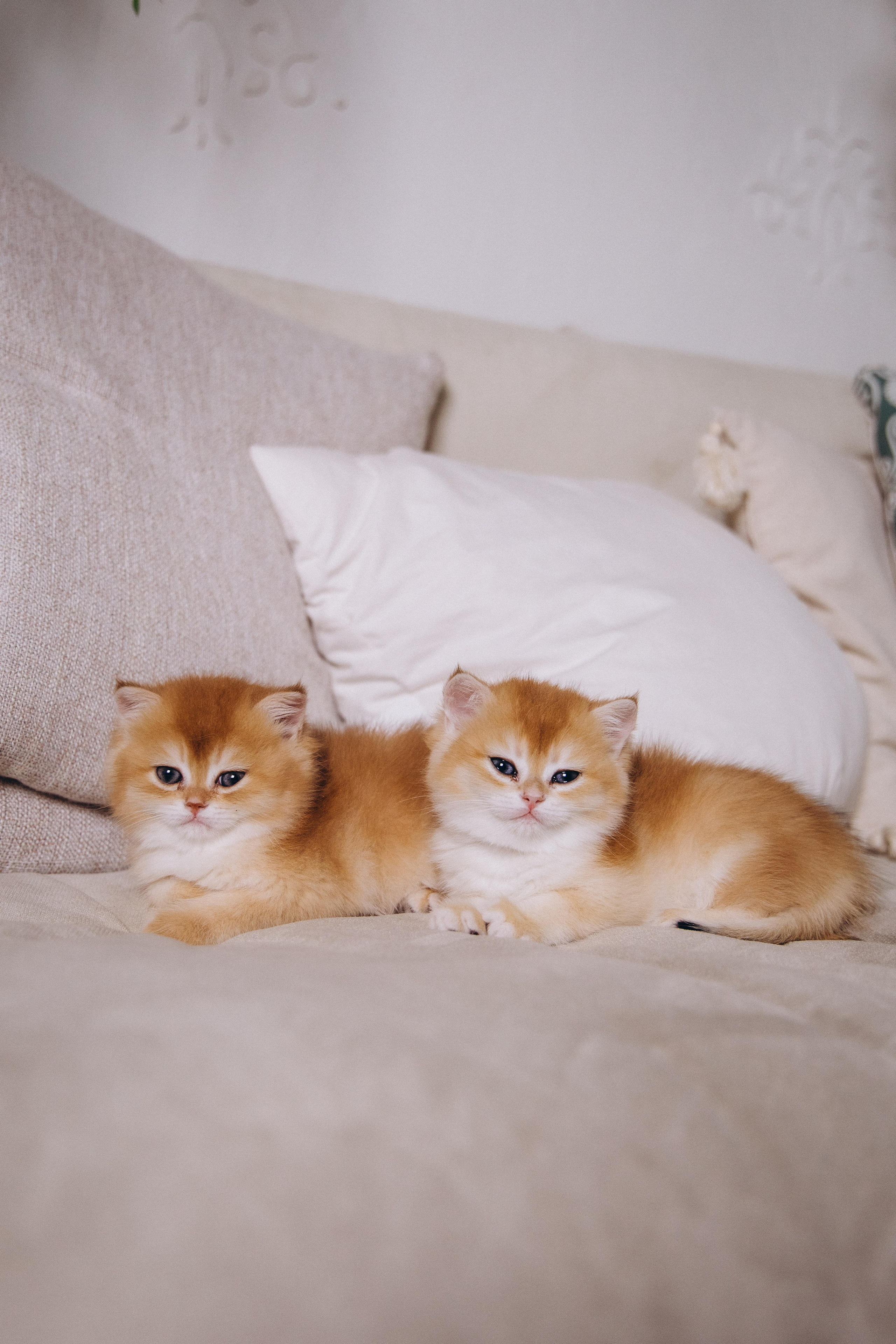 Анфиса и Зоя