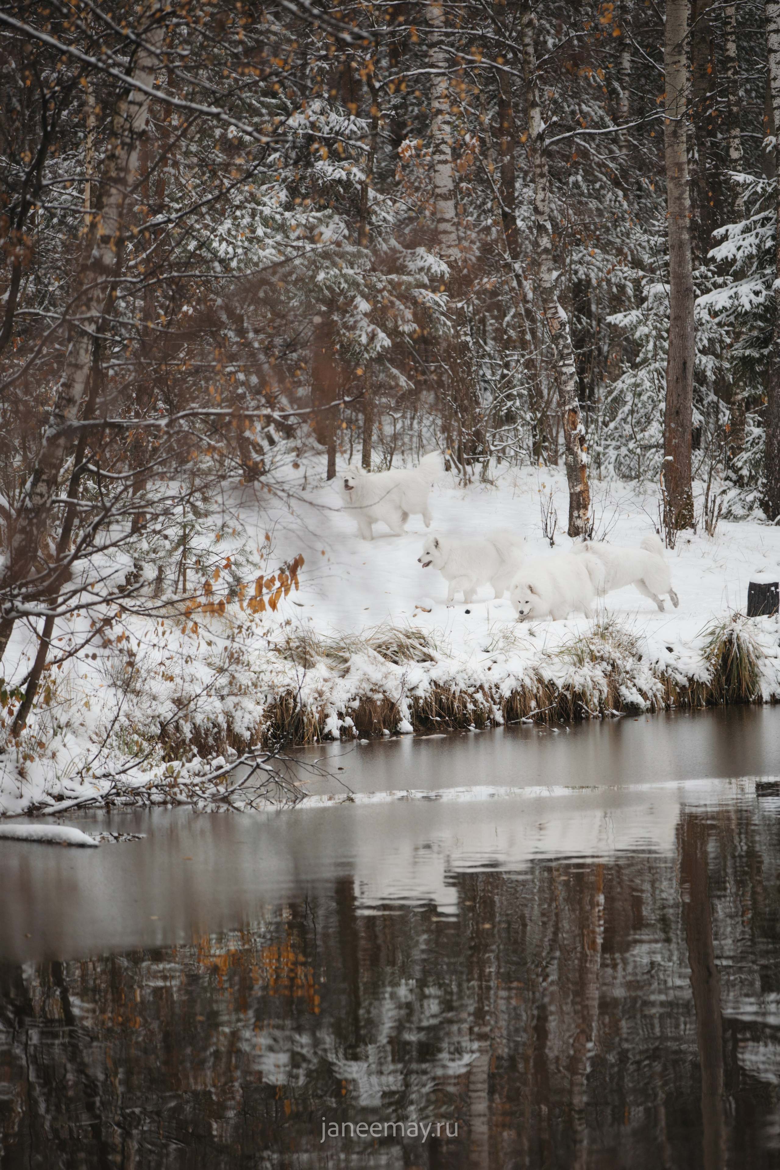 Фото собак, животных зимой. Фотограф анималист в Москве Майорова Евгения
