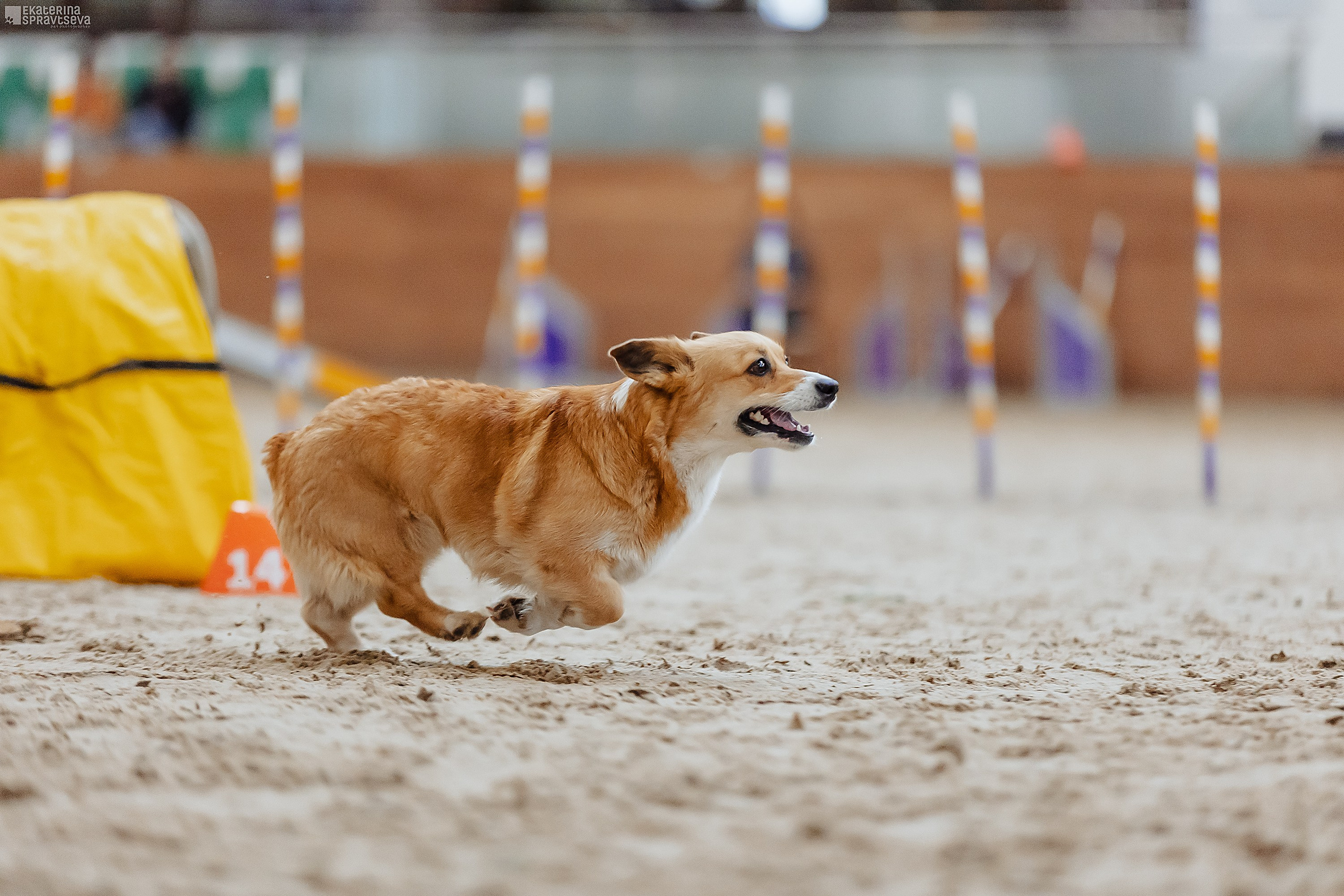 ЧРКФ Аджилити в Максима. Фотограф Анималист Екатерина Справцева в Нижнем Новгороде