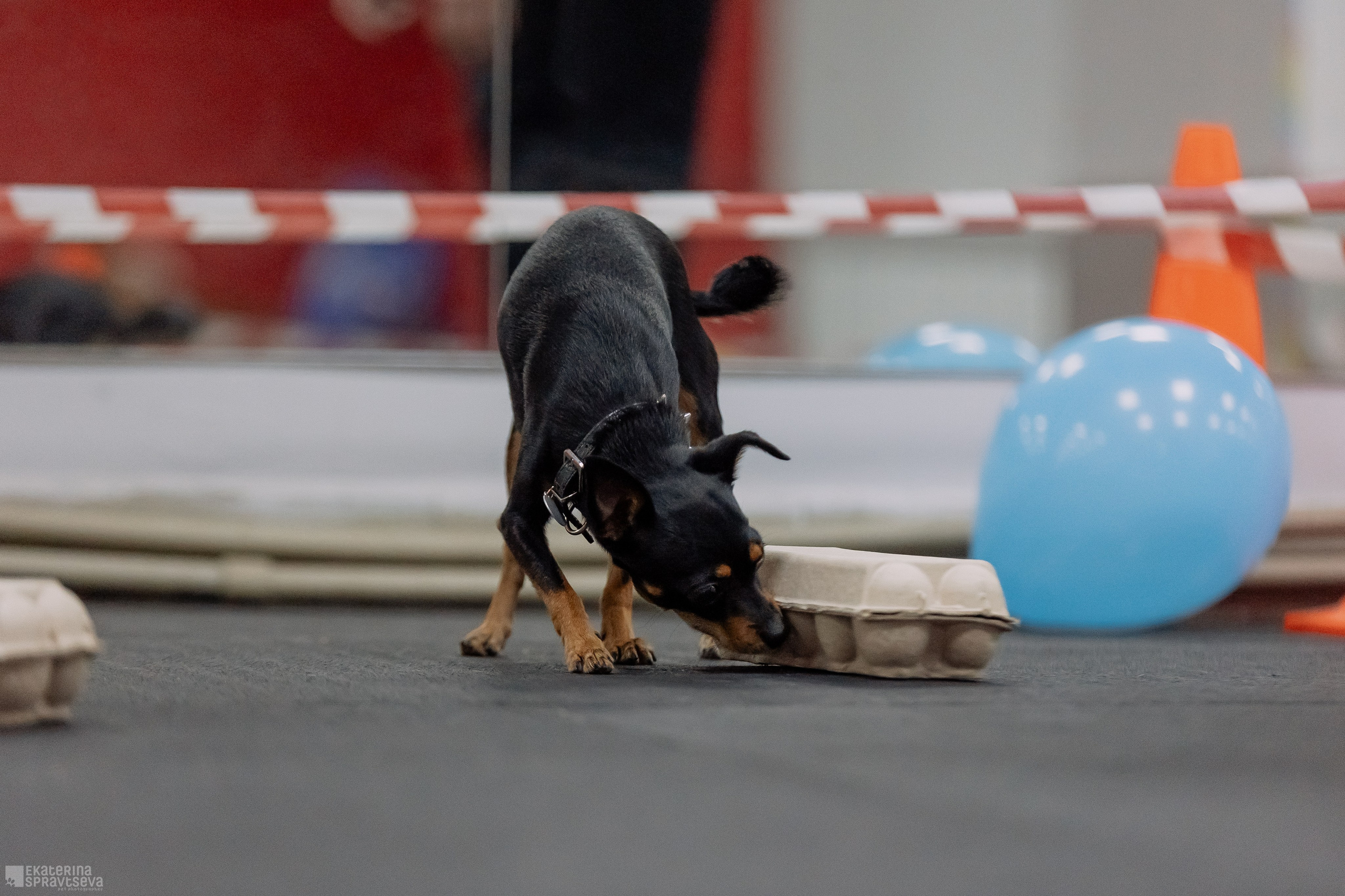 Праздник NoseWork. Фотограф Анималист Екатерина Справцева в Нижнем Новгороде