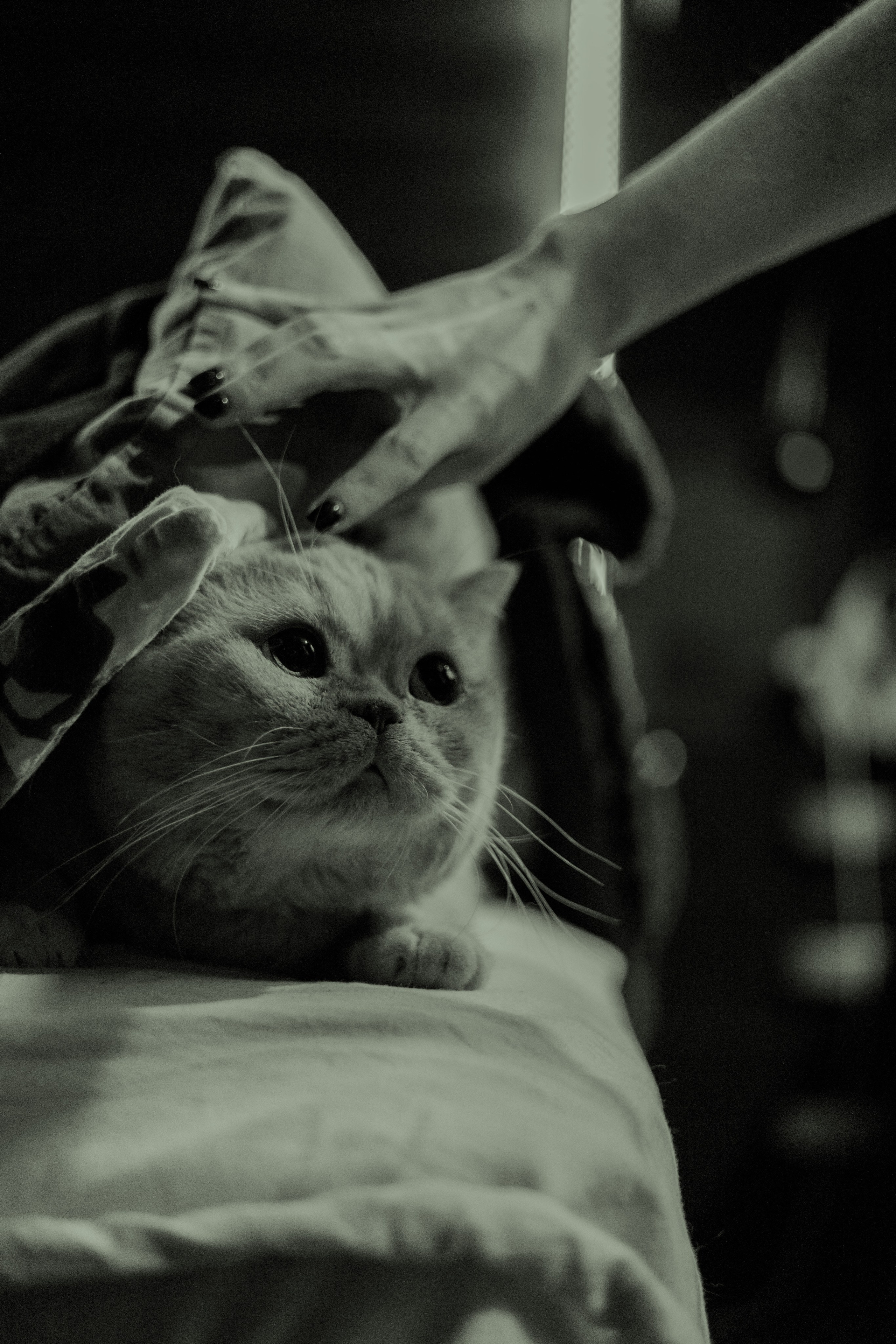 Иксик, Маффин и Надя. Фотограф Анималист Екатерина Справцева в Нижнем Новгороде