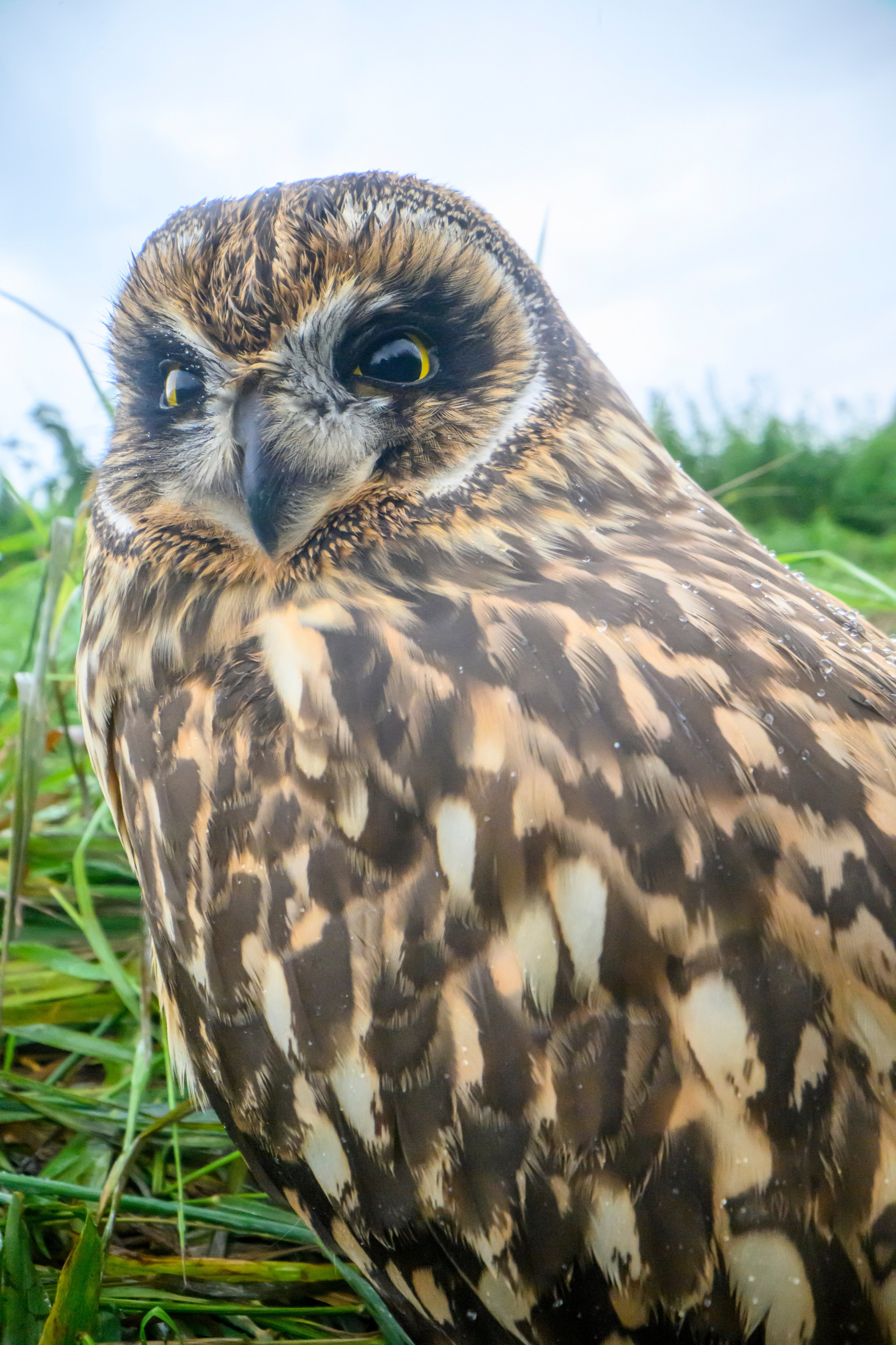 Совенок на ширик | Owlet with wide lens. Фотограф Сергей Пупонин