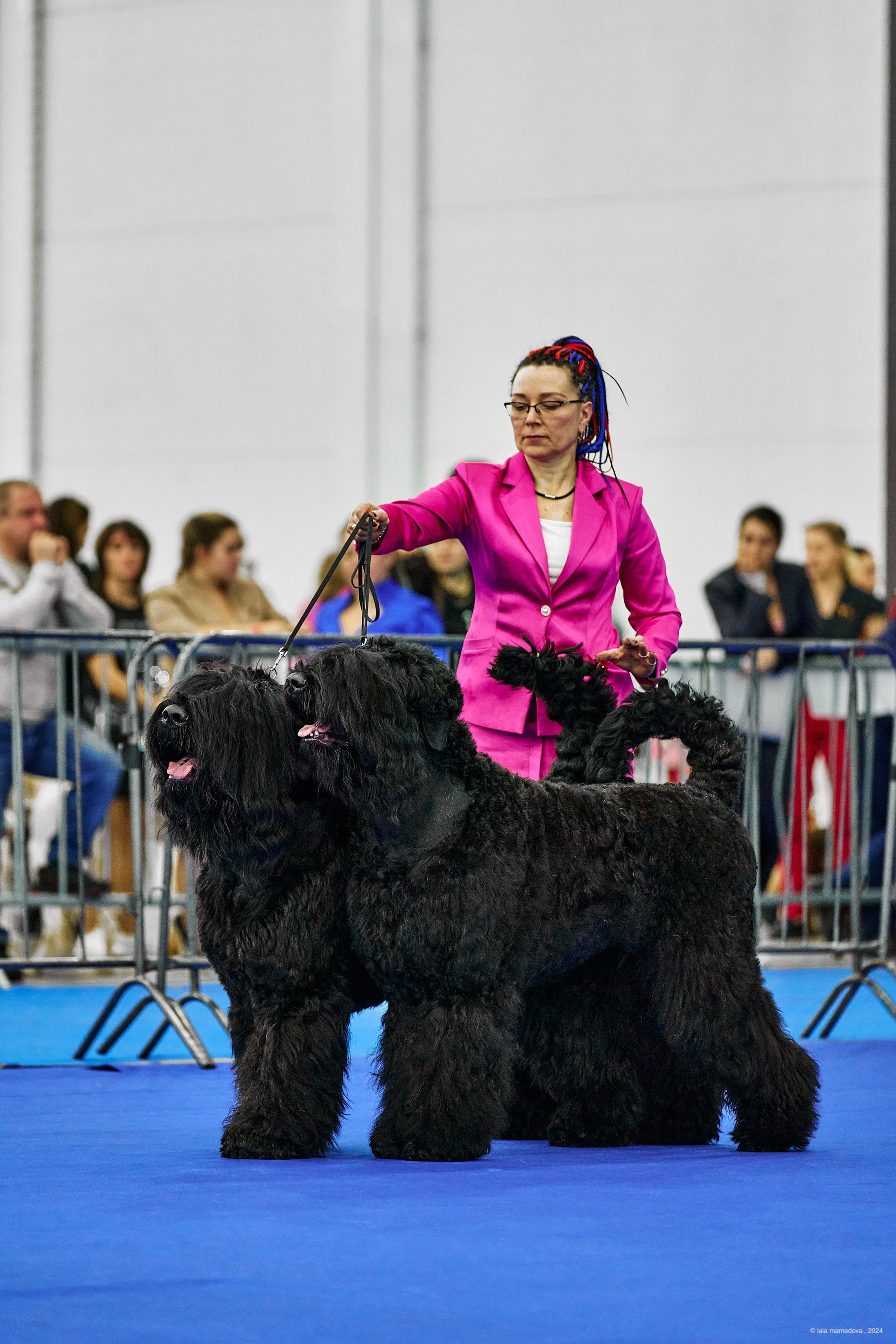 РЕЙТИНГОВАЯ ВЫСТАВКА СОБАК ВСЕХ ПОРОД С ОСОБЫМ СТАТУСОМ"НЕВСКИЙ ПОБЕДИТЕЛЬ-2024-2"