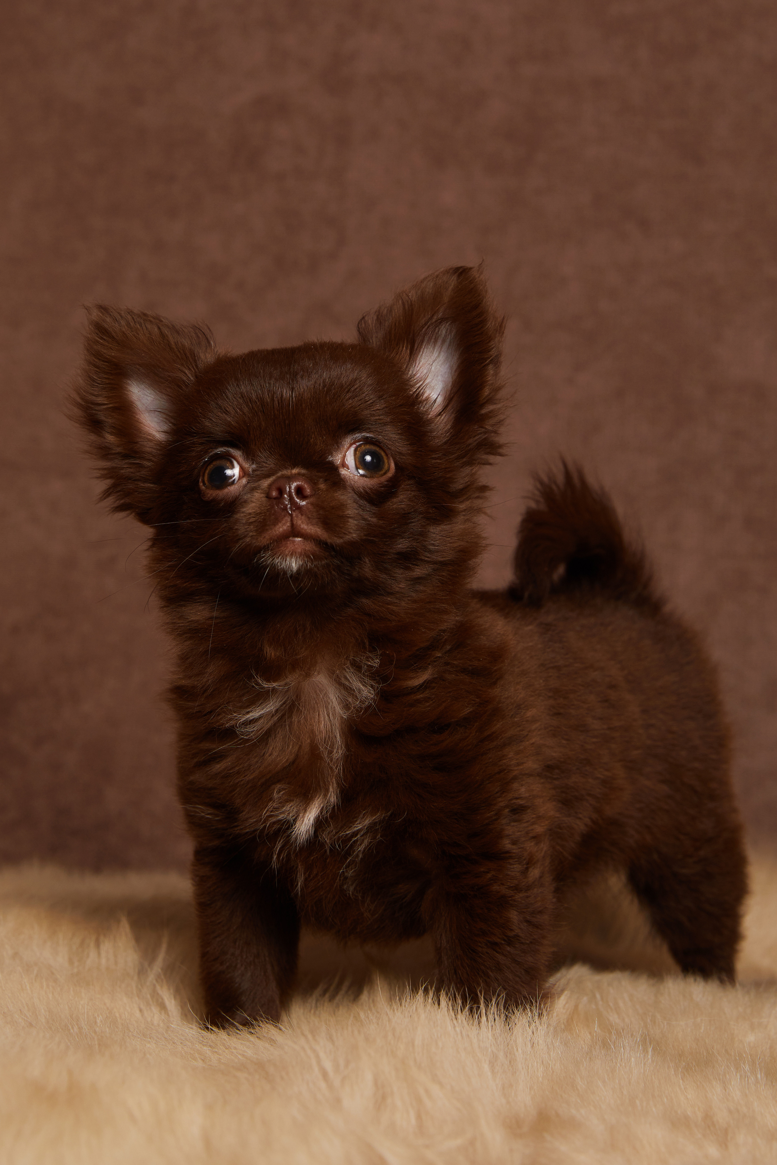 ЛЮБИМЦЫ. ФОТОГРАФ И РЕТУШЕР В МОСКВЕ ВИКТОРИЯ АКИМОВА