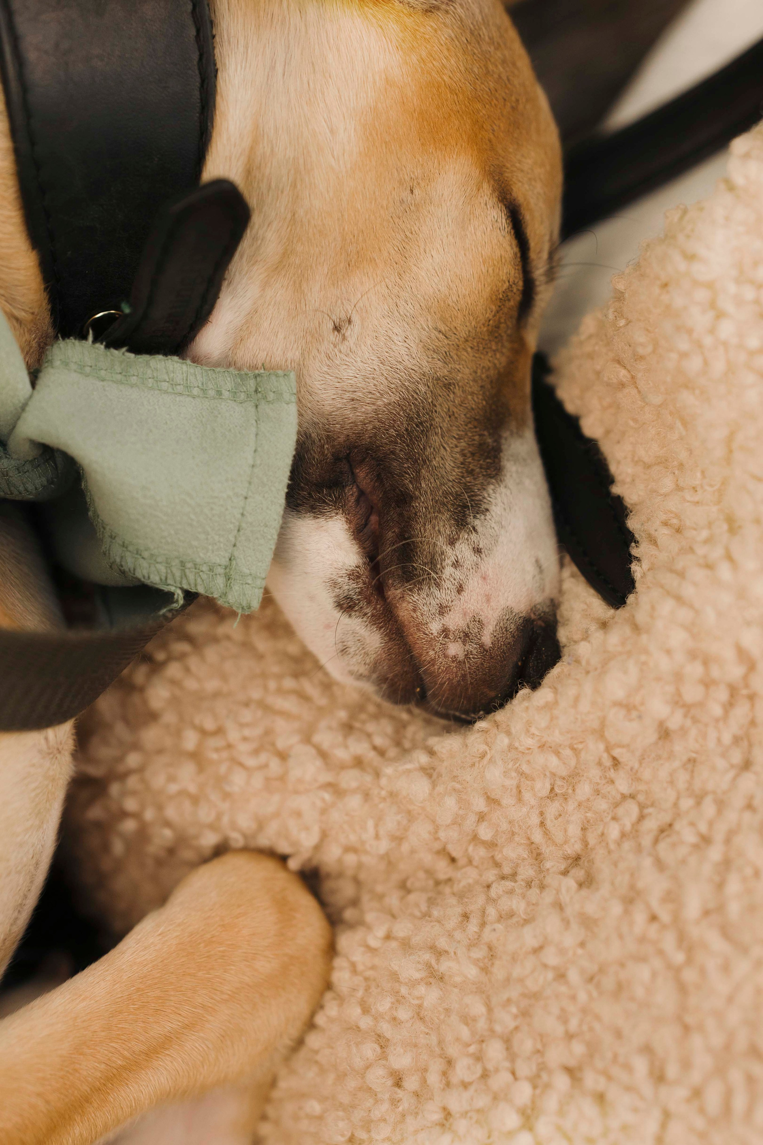 Нева и Персей. Фотограф- анималист Александра Матвеева