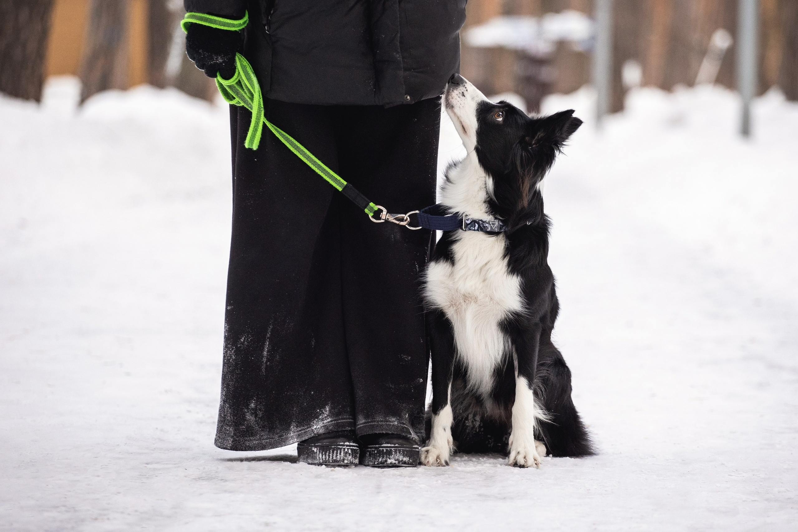 Арина и Грейс. YULA KOLESOVA | Фотограф — Анималист | Художник | Тюмень