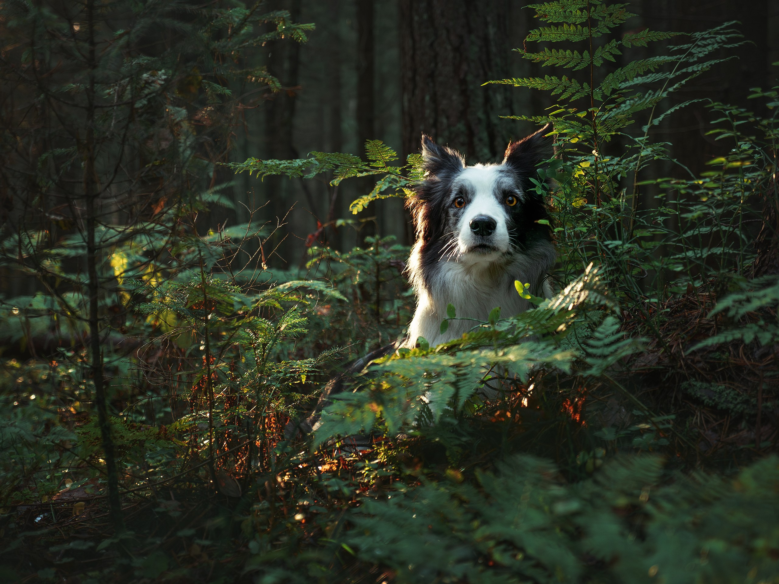 Папоротник. Фотограф анималист Никита Натальный