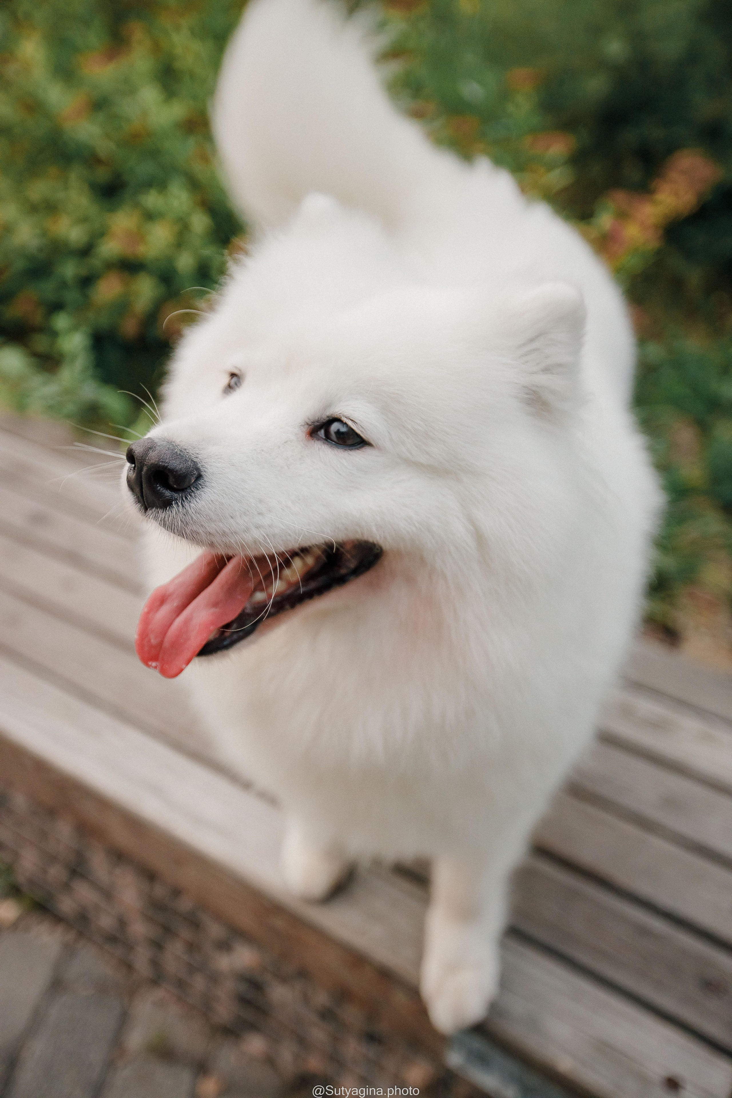 Самоед Рея. Свадебный и женский фотограф