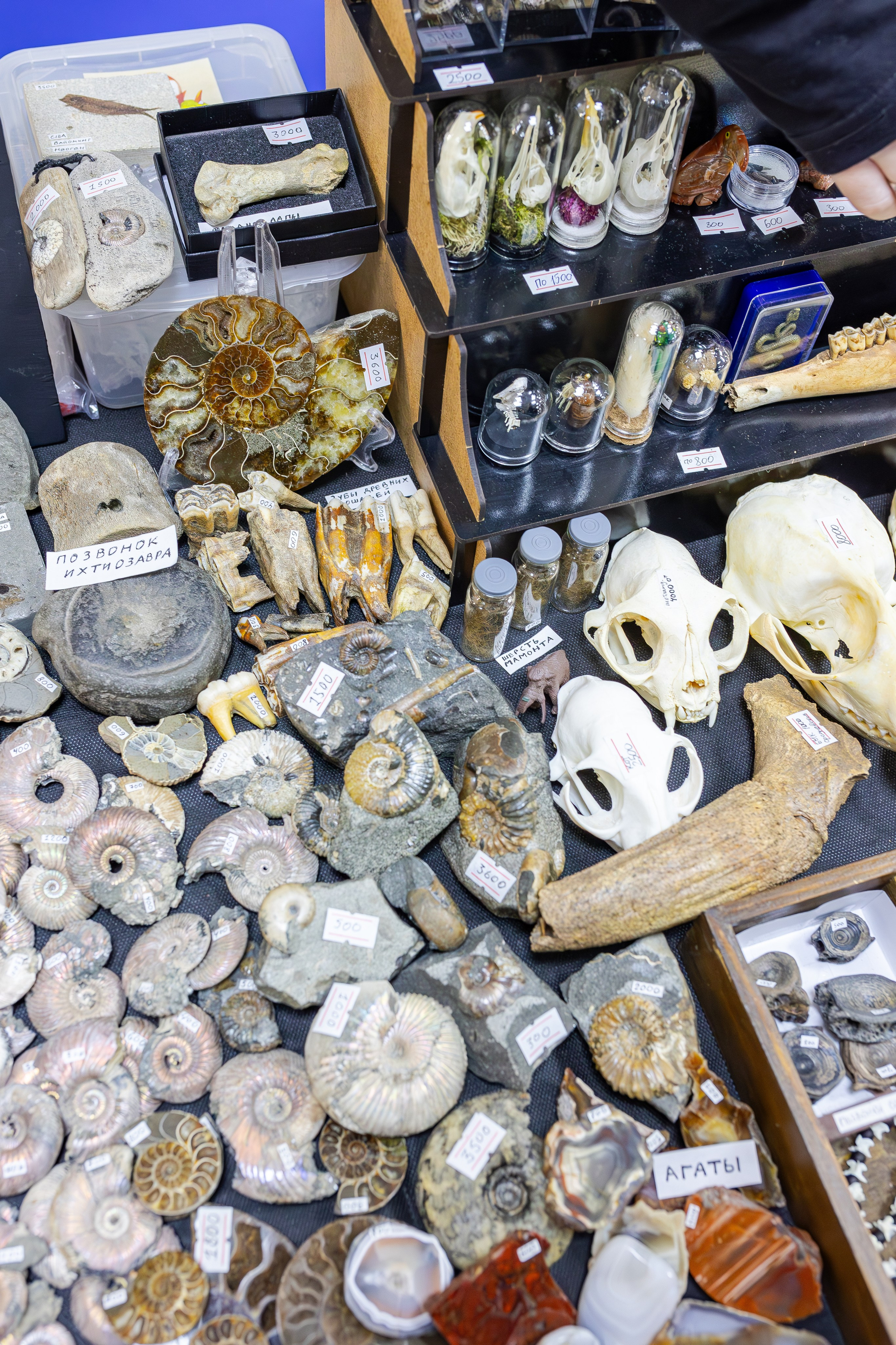 Монстериум апрель 2026. Александра Куликова фотограф, Москва