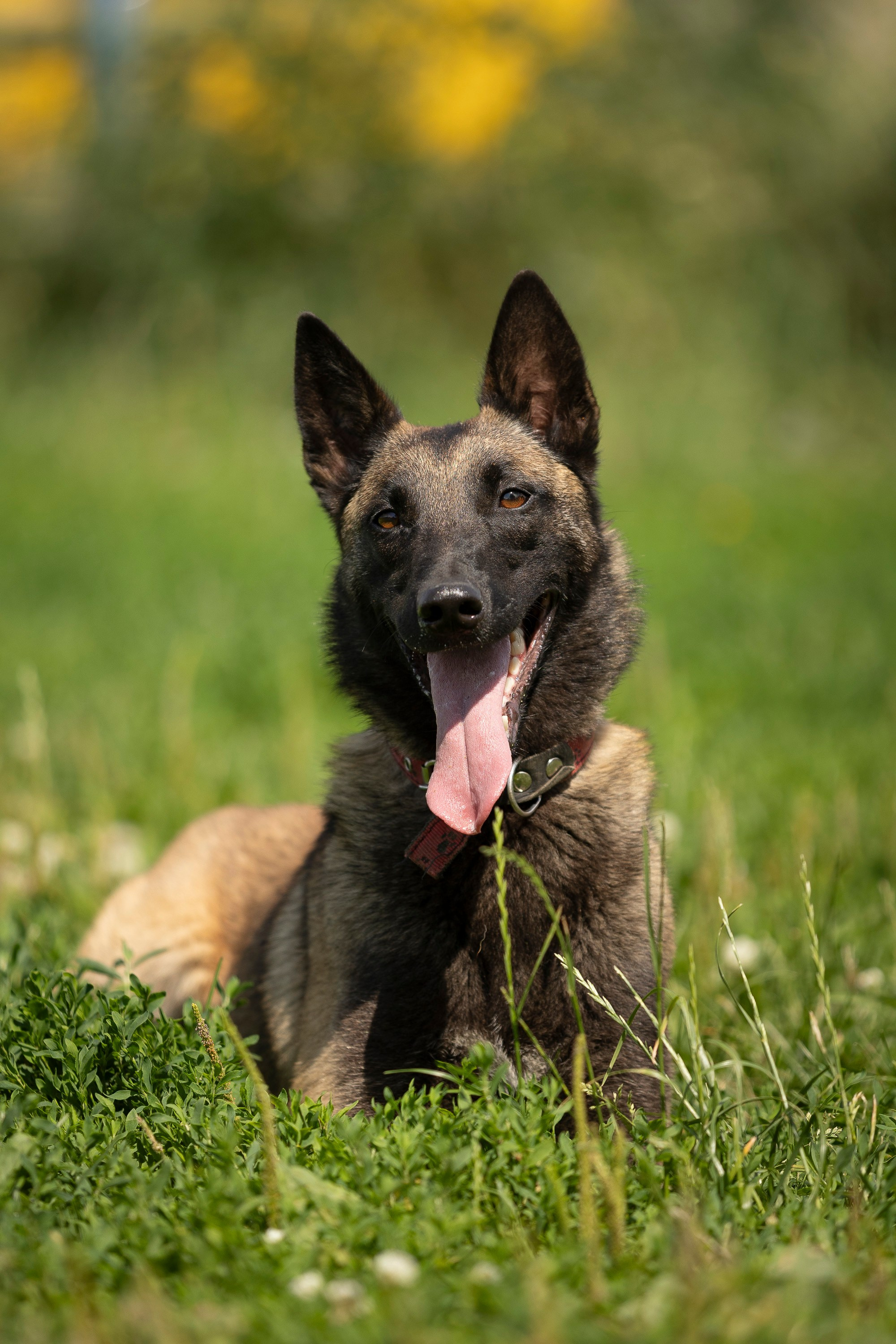 Семинар по поиску ВВ. Фотограф анималист, семейный фотограф, фотограф собак Комратова Мария. г. Москва