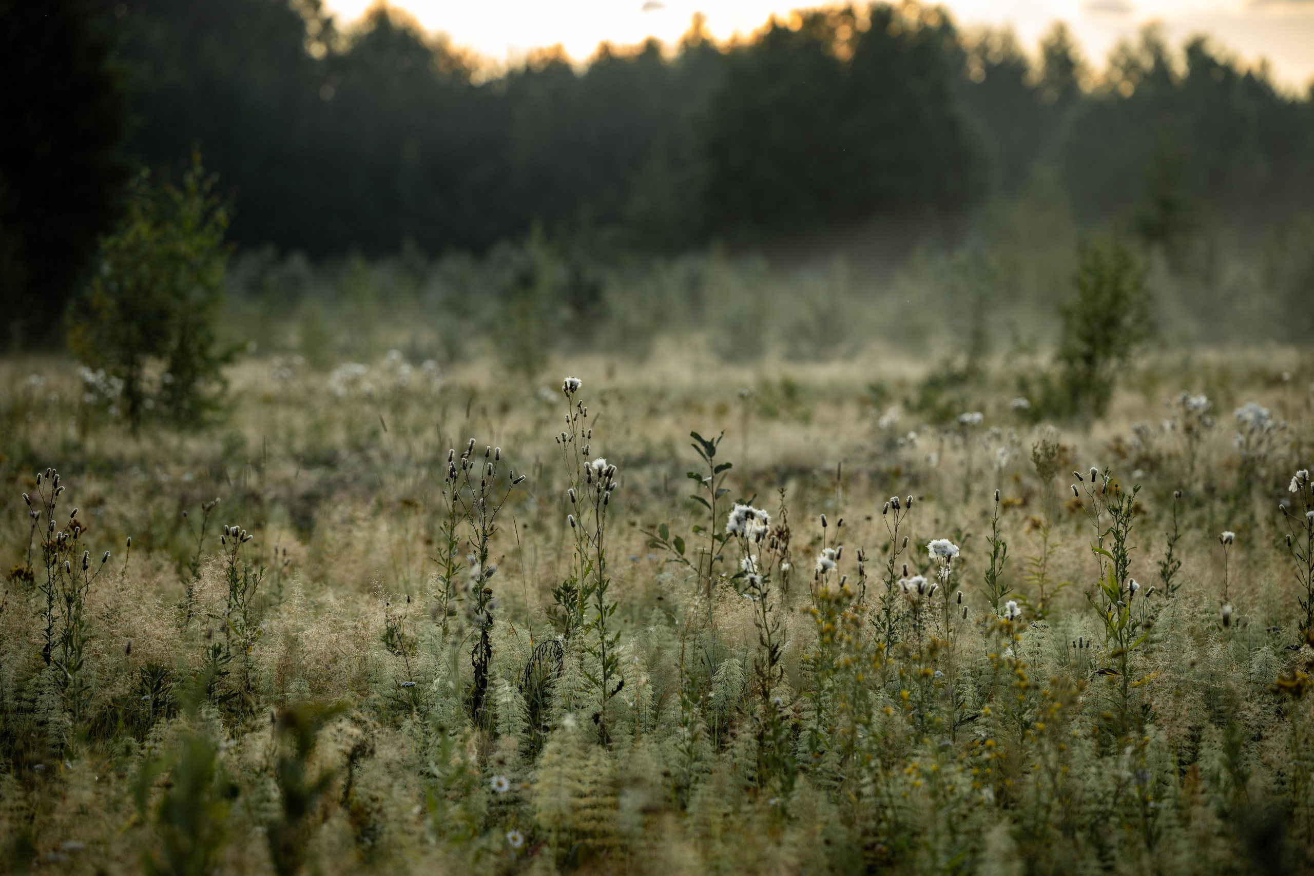 Природные пейзажи. Наталия Клевинскас портретный фотограф в Костроме