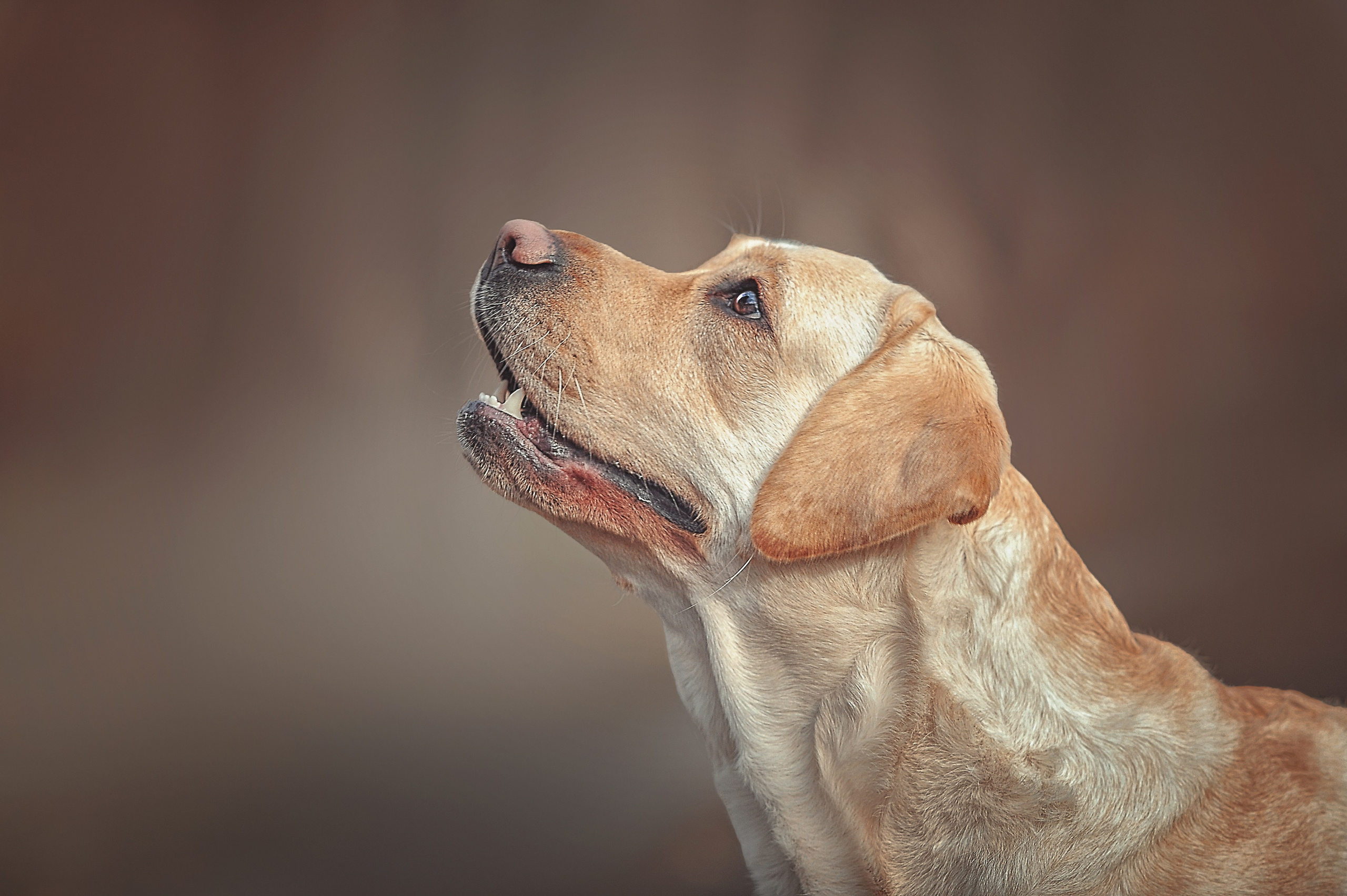 Фотосессия животных в Ижевских, фотограф животных. Детский, семейный фотограф в Ижевске и Москве Аксинья Лысенкова ADEN