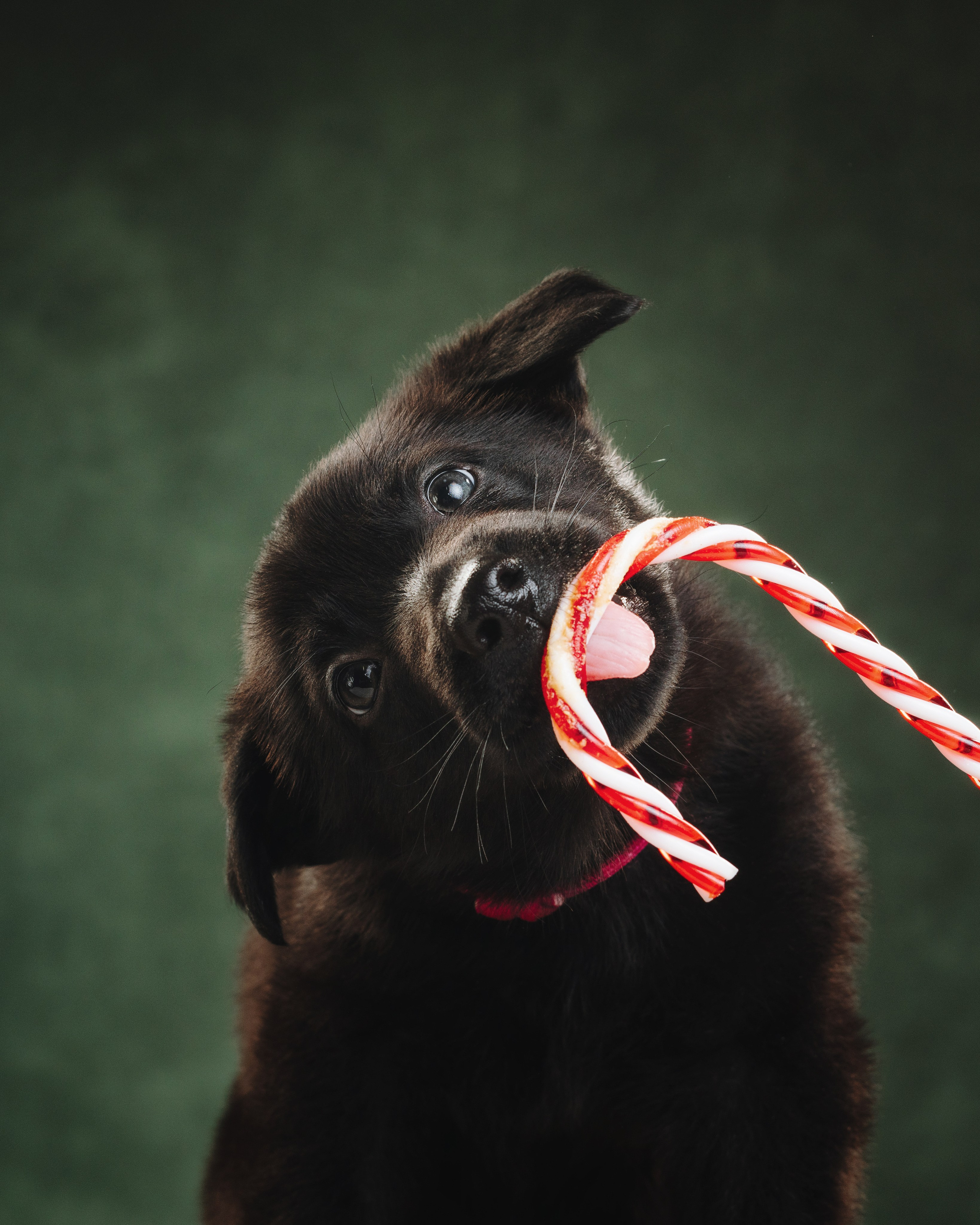 Щенки НО. Фотограф анималист Осипчикова Мария