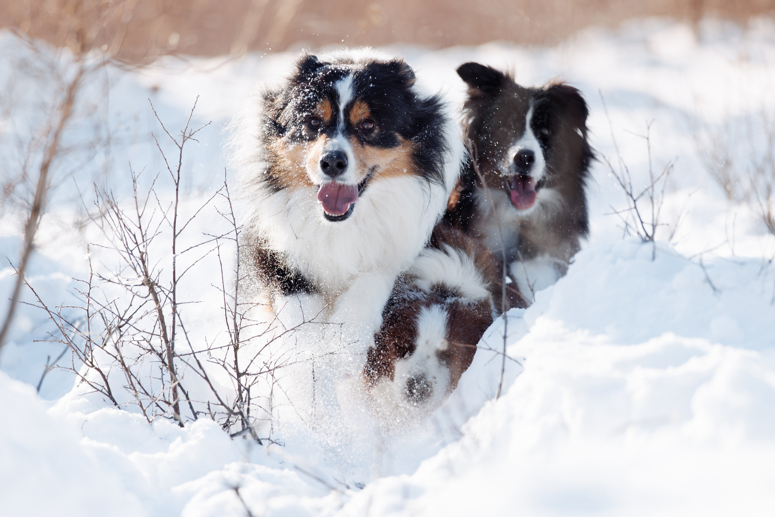 Яркий январь. О нас