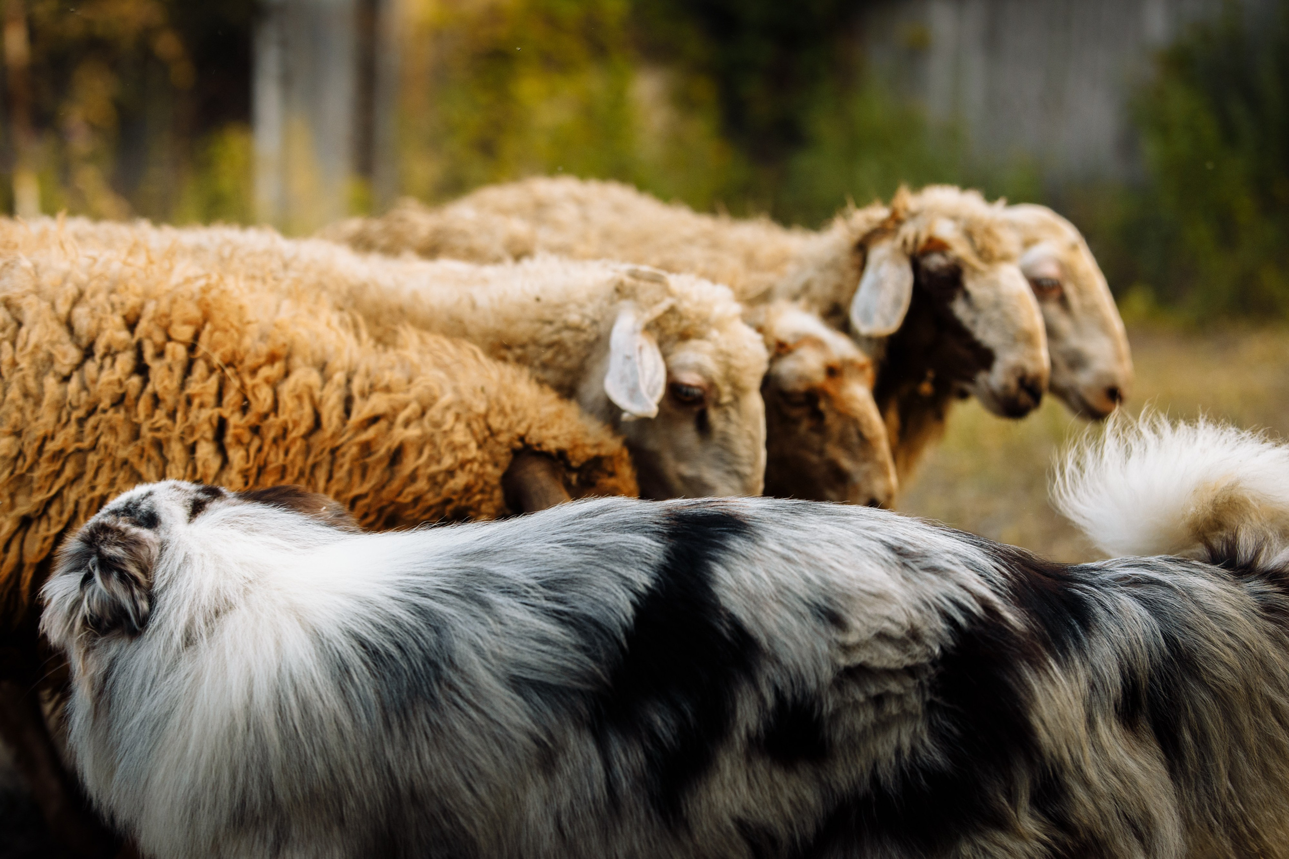 Овечий день. О нас