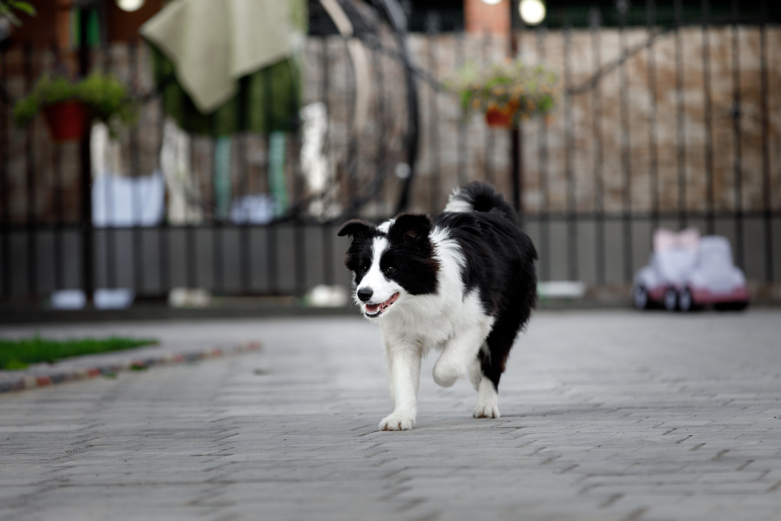 Болтовня в саду. О нас