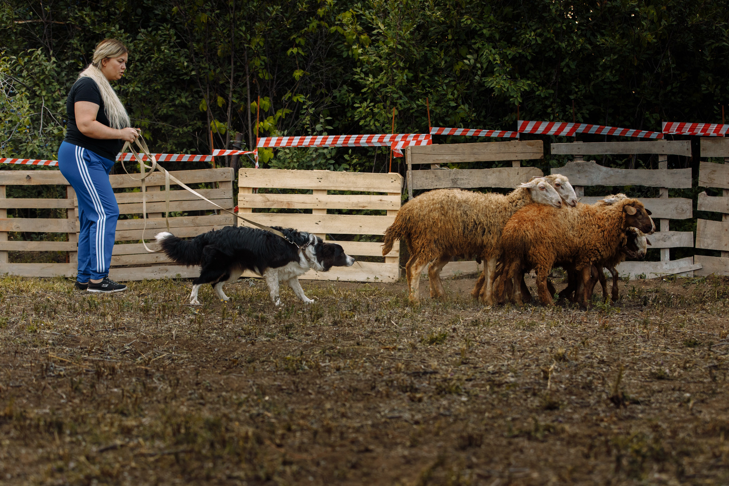 Овечий день. О нас