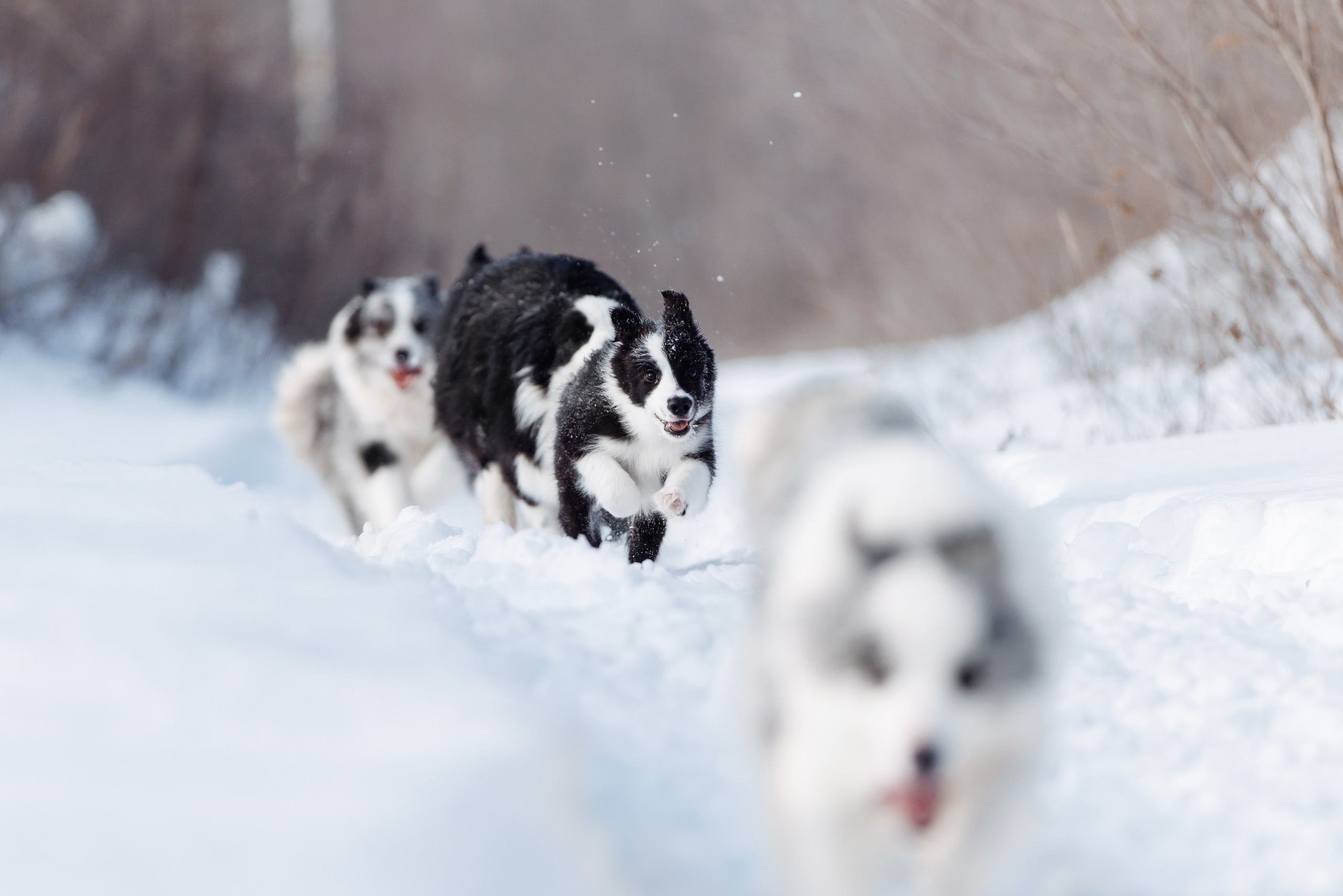 Яркий январь. О нас