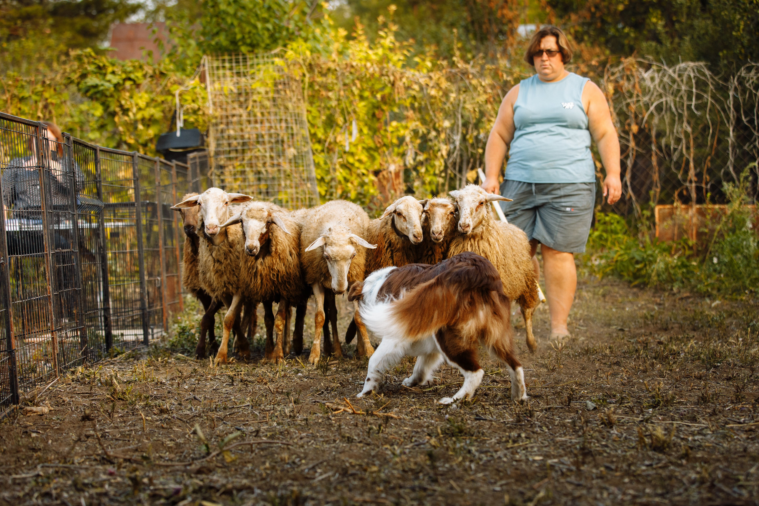 Овечий день. О нас