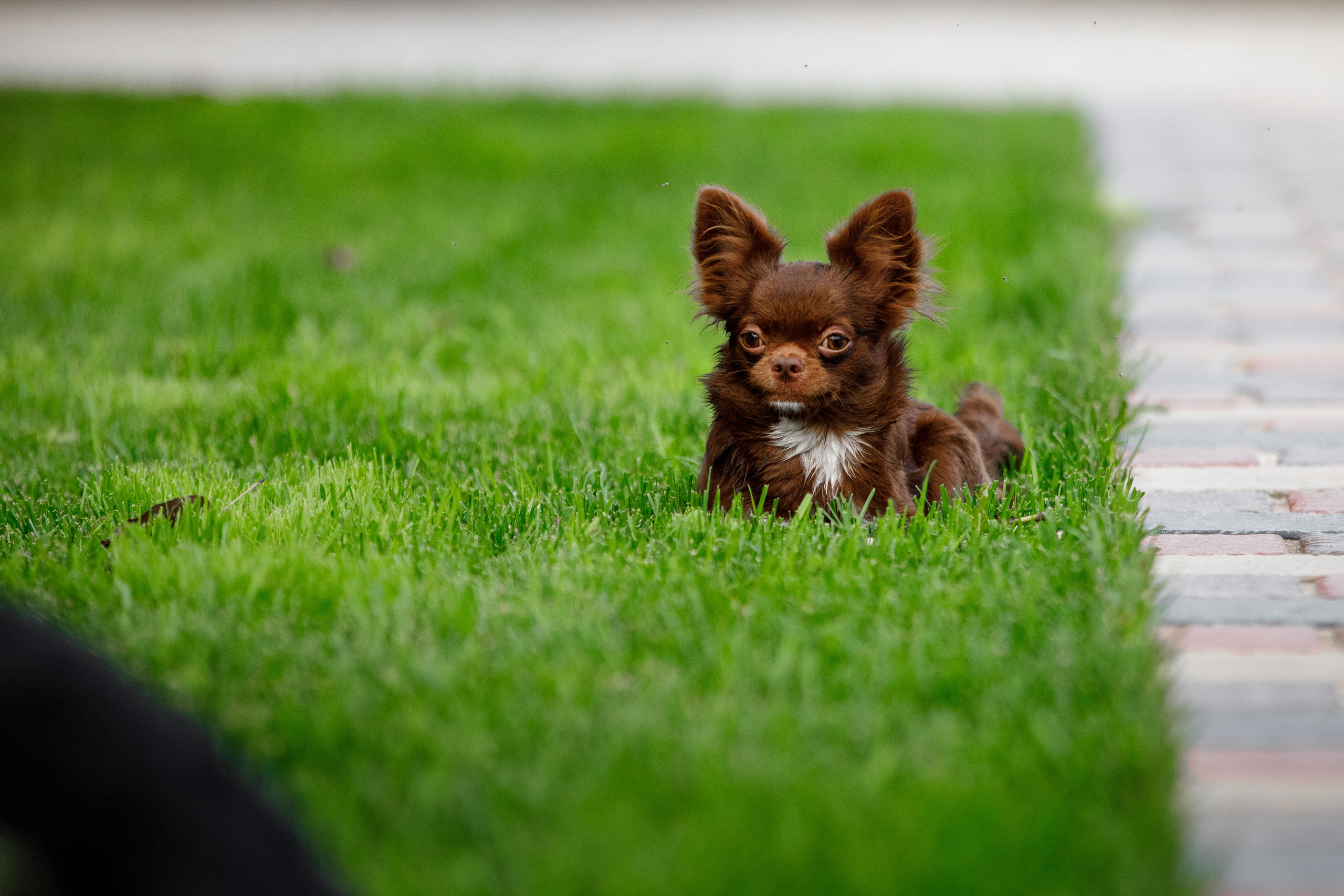 Болтовня в саду. О нас
