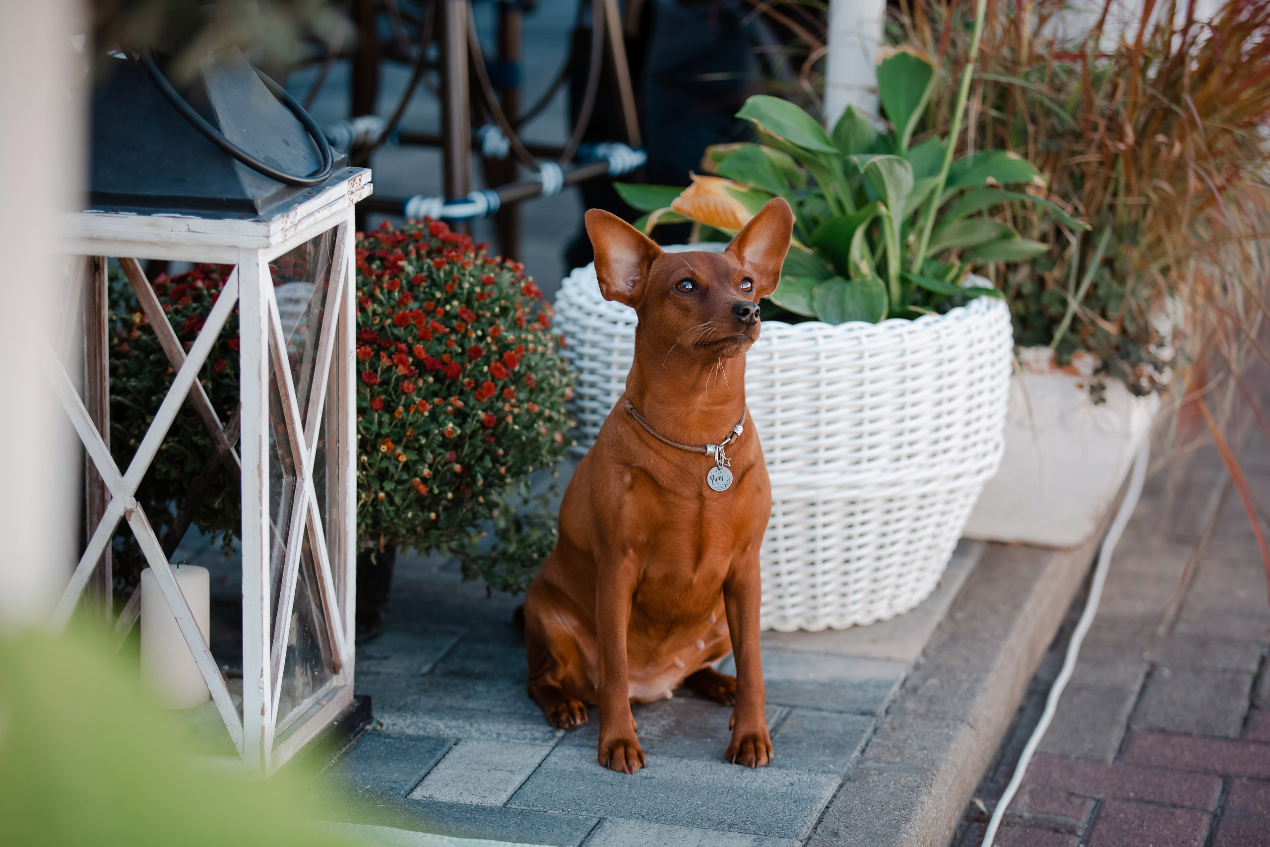 Цвергпинчер в Геленджике. Фотограф-анималист в Краснодаре Маша Мельникова