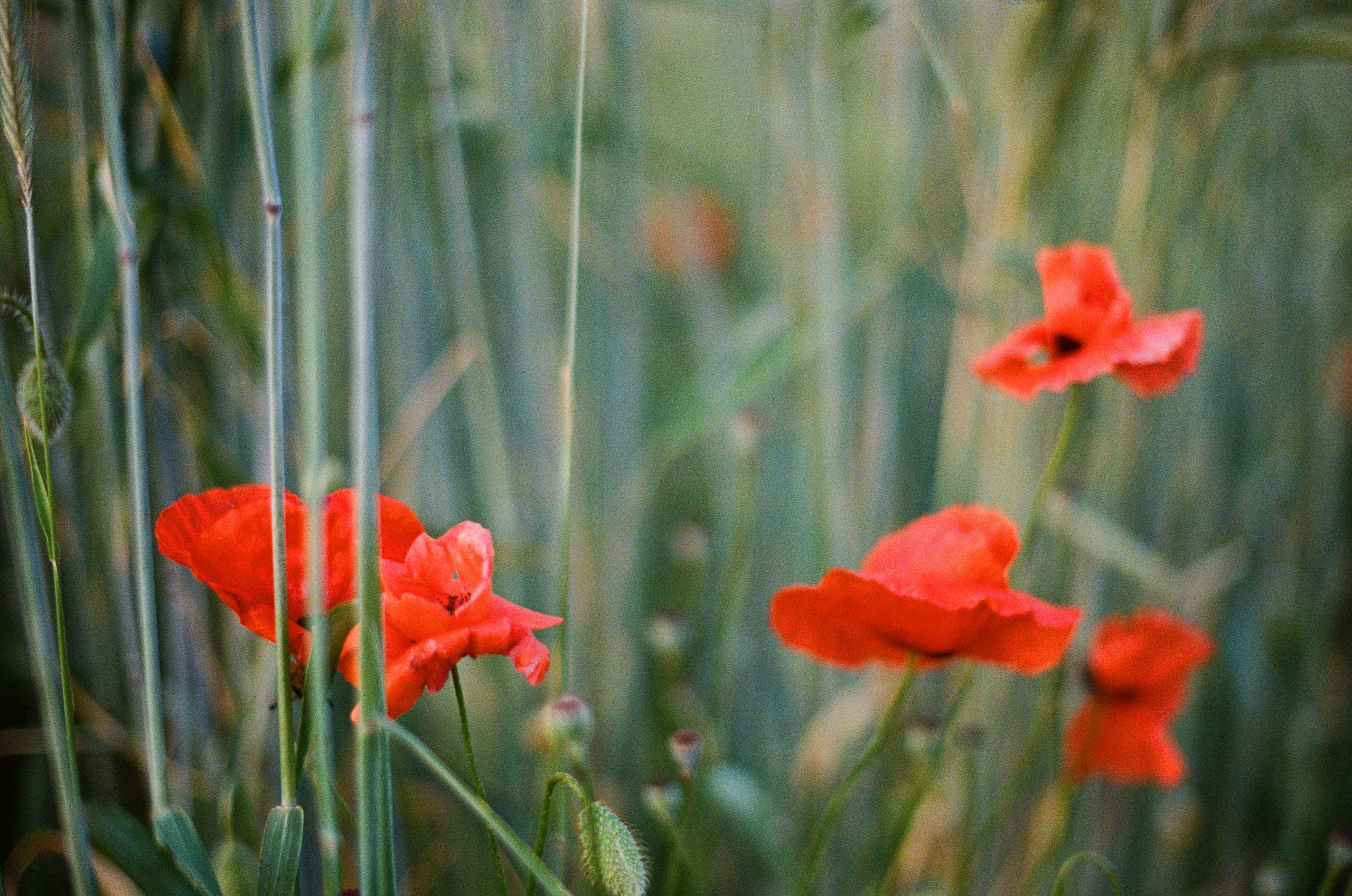 The drugs don't work // ukraine, crimea IV. EVER EXPOSED