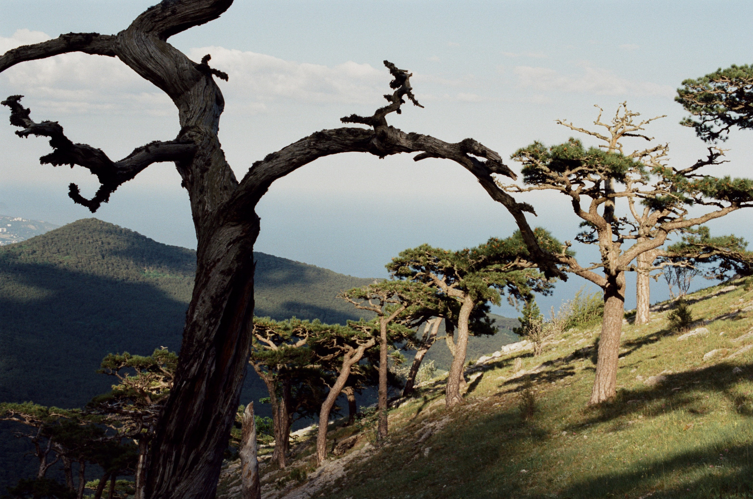 Silver strings // ukraine, crimea IX. EVER EXPOSED
