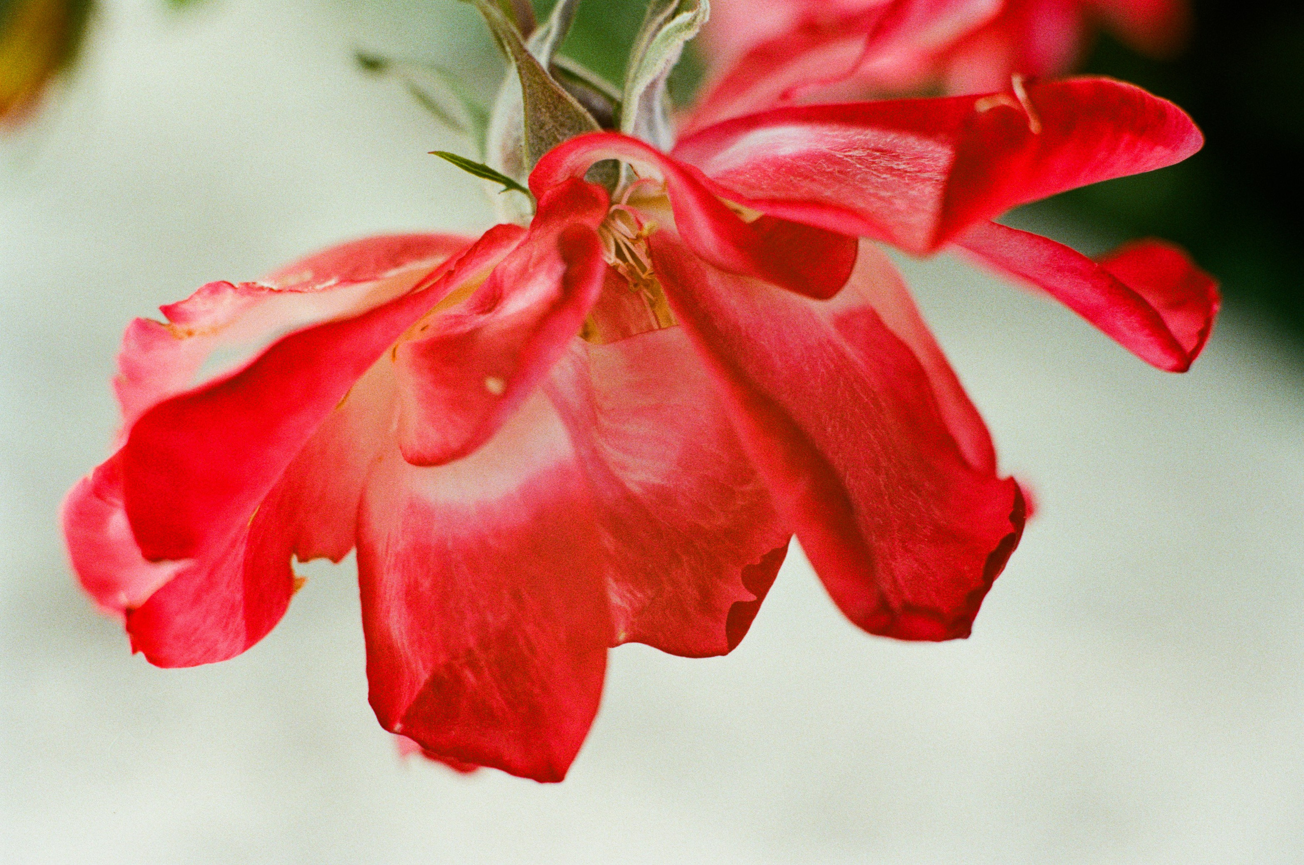 Point of no reply // ukraine, crimea VI. EVER EXPOSED