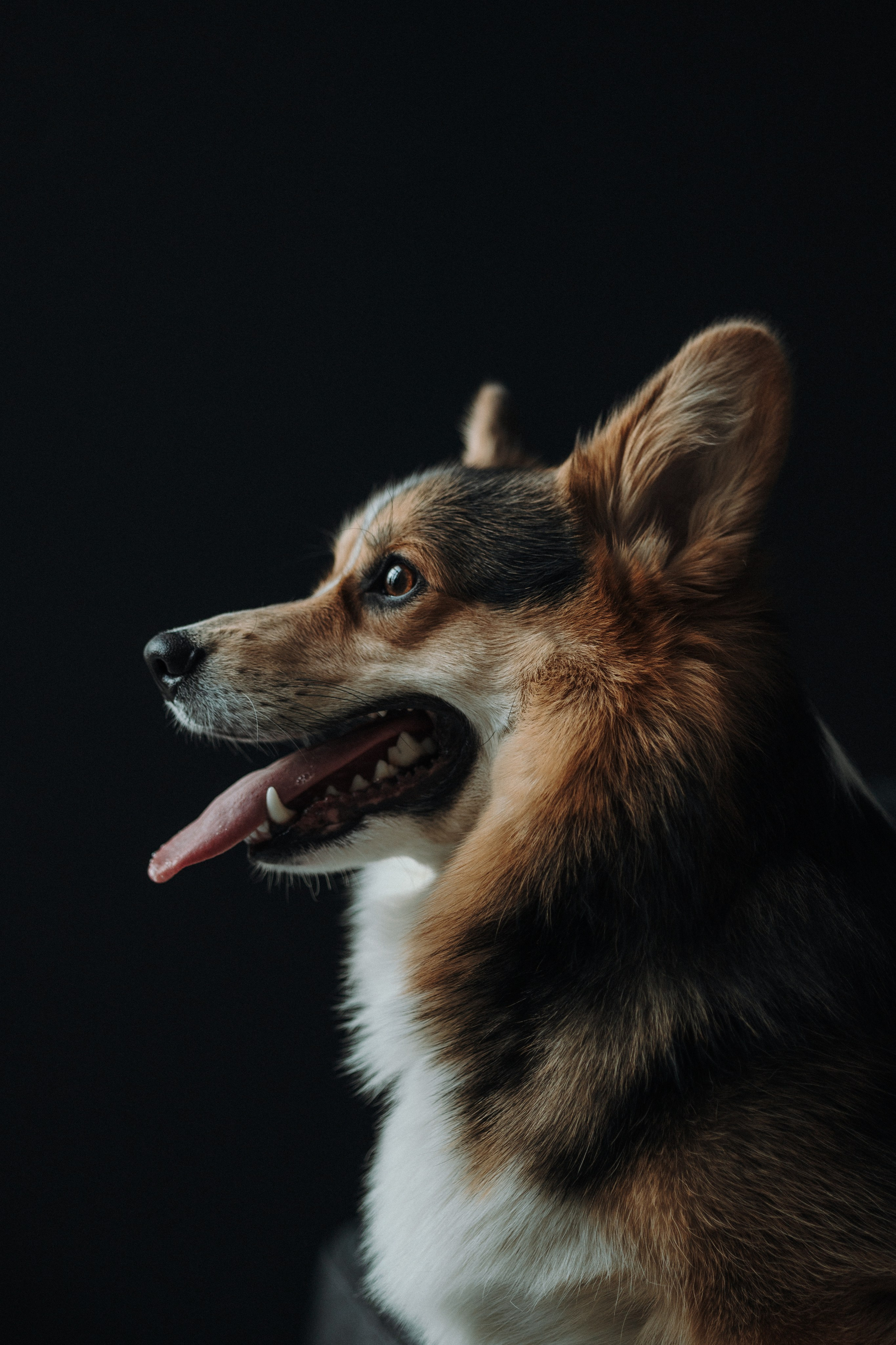 Настя и Коржик. Фотограф — Анималист | Санкт-Петербург